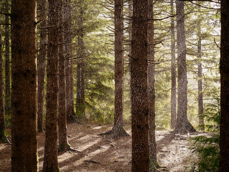 The trunks of everygreen trees lining a forest with sunlight coming through.