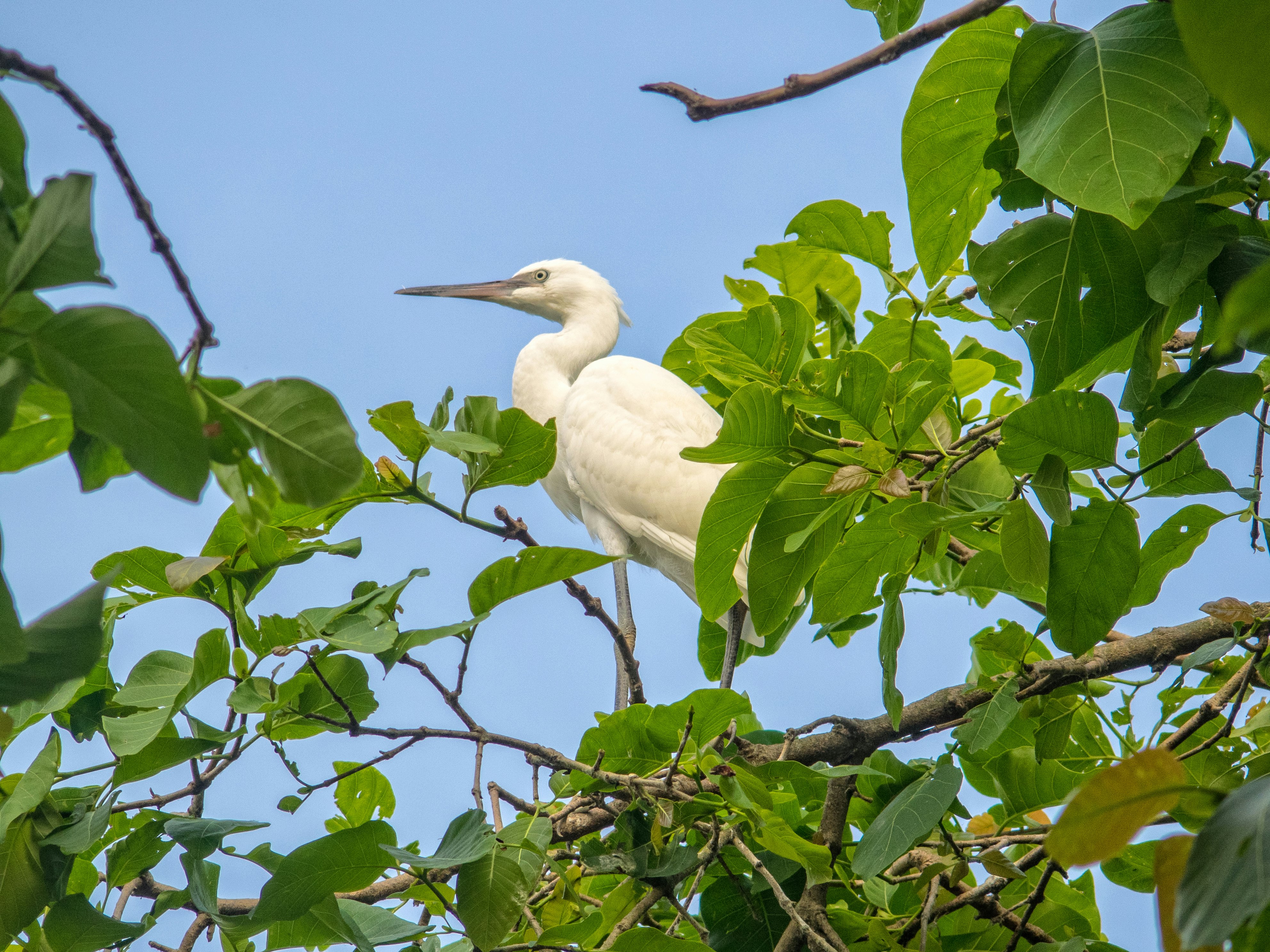 White stork on a tree in the Tra Su Bird Sanctuary