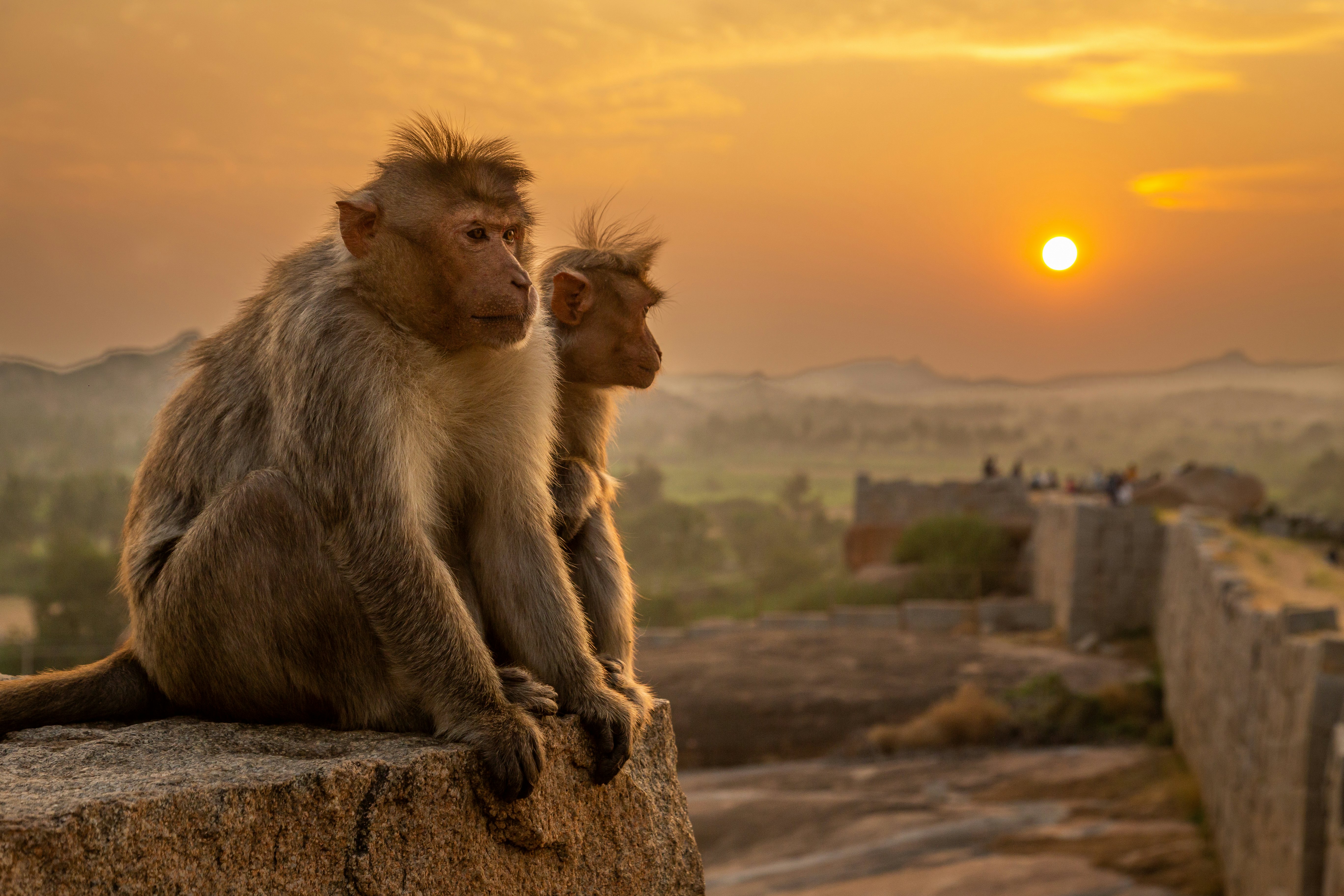 Two monkeys watching the sunset in Hampi, India