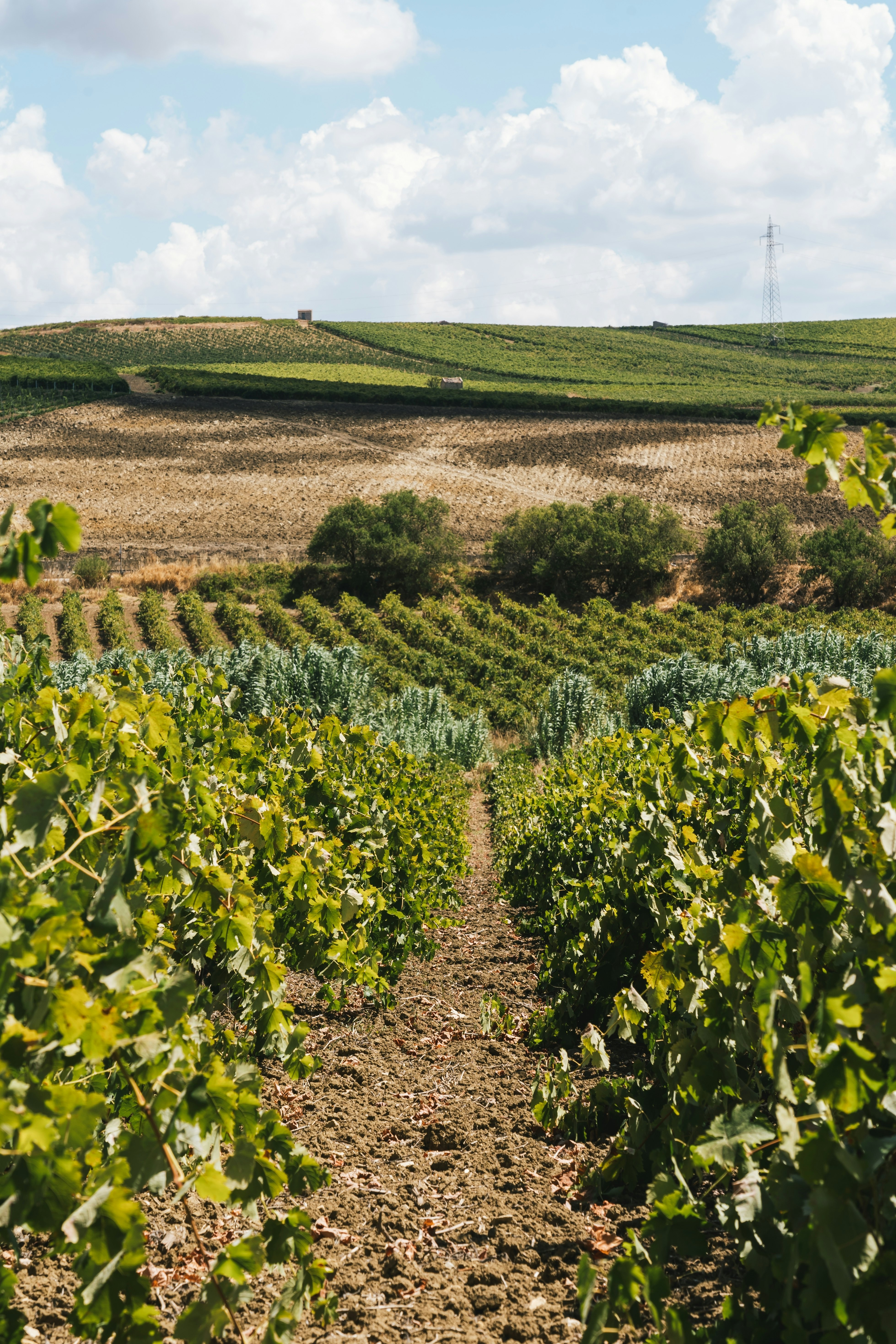 Amazing vast plantation of grape in Sicily, Marsala famous vine region in southern Italy  License Type: media