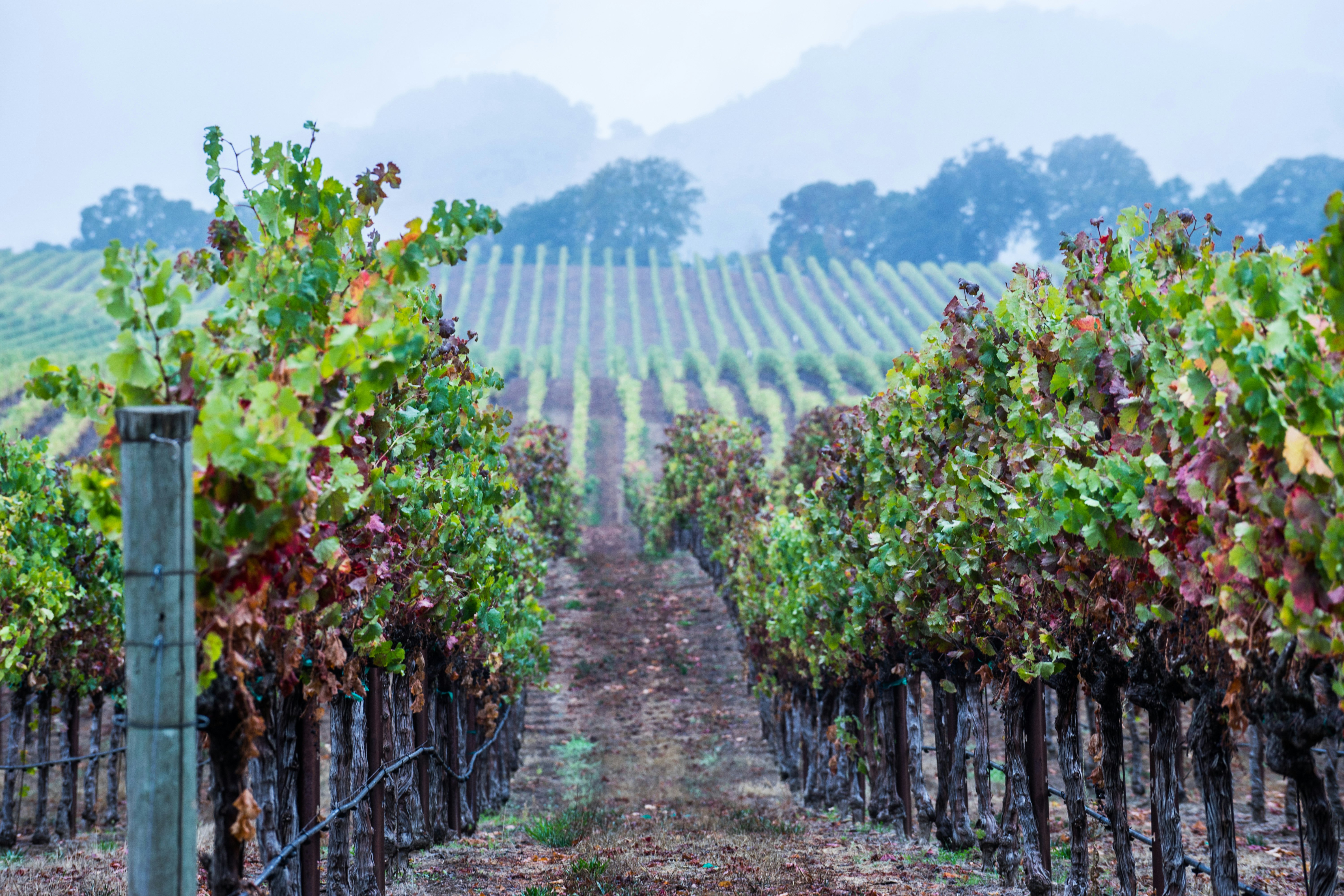 Rows of grapevines in California at dusk.