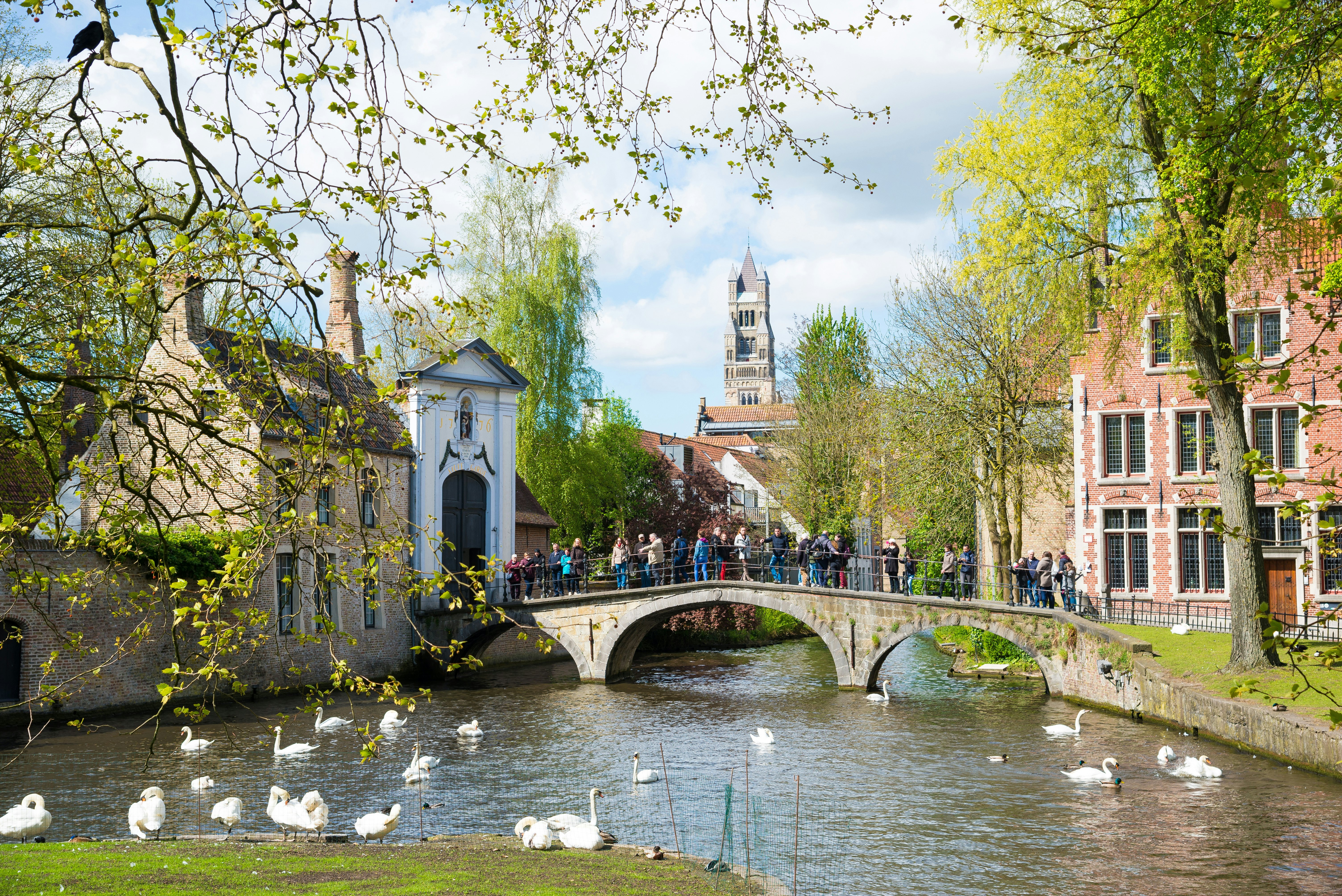 Swans by bridge with tourists outside Begijnhof, Bruges