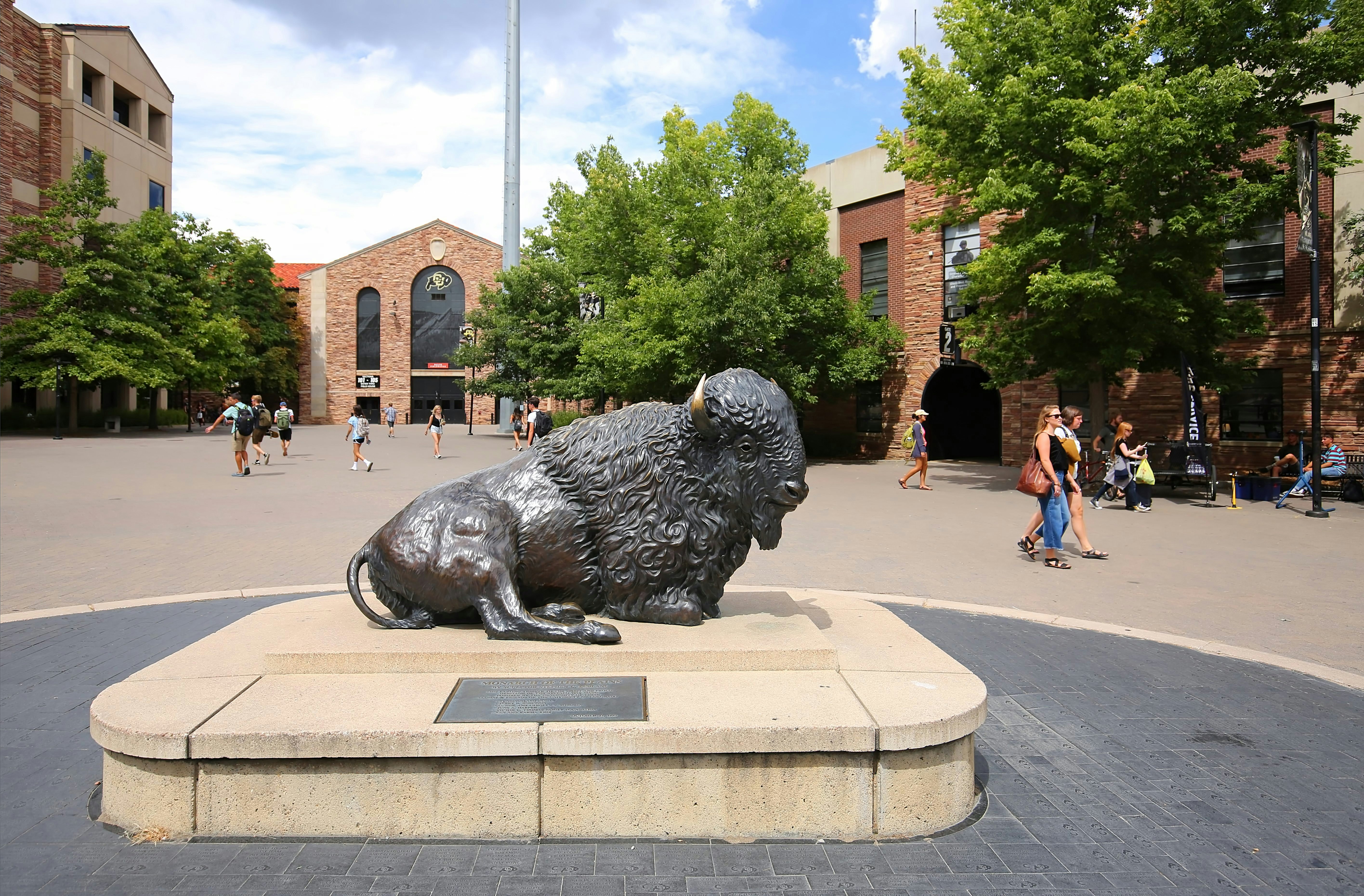 University of Colorado bison's mascot "Ralphie" located on the campus of the University of Colorado adjacent to Folsom Football Field.