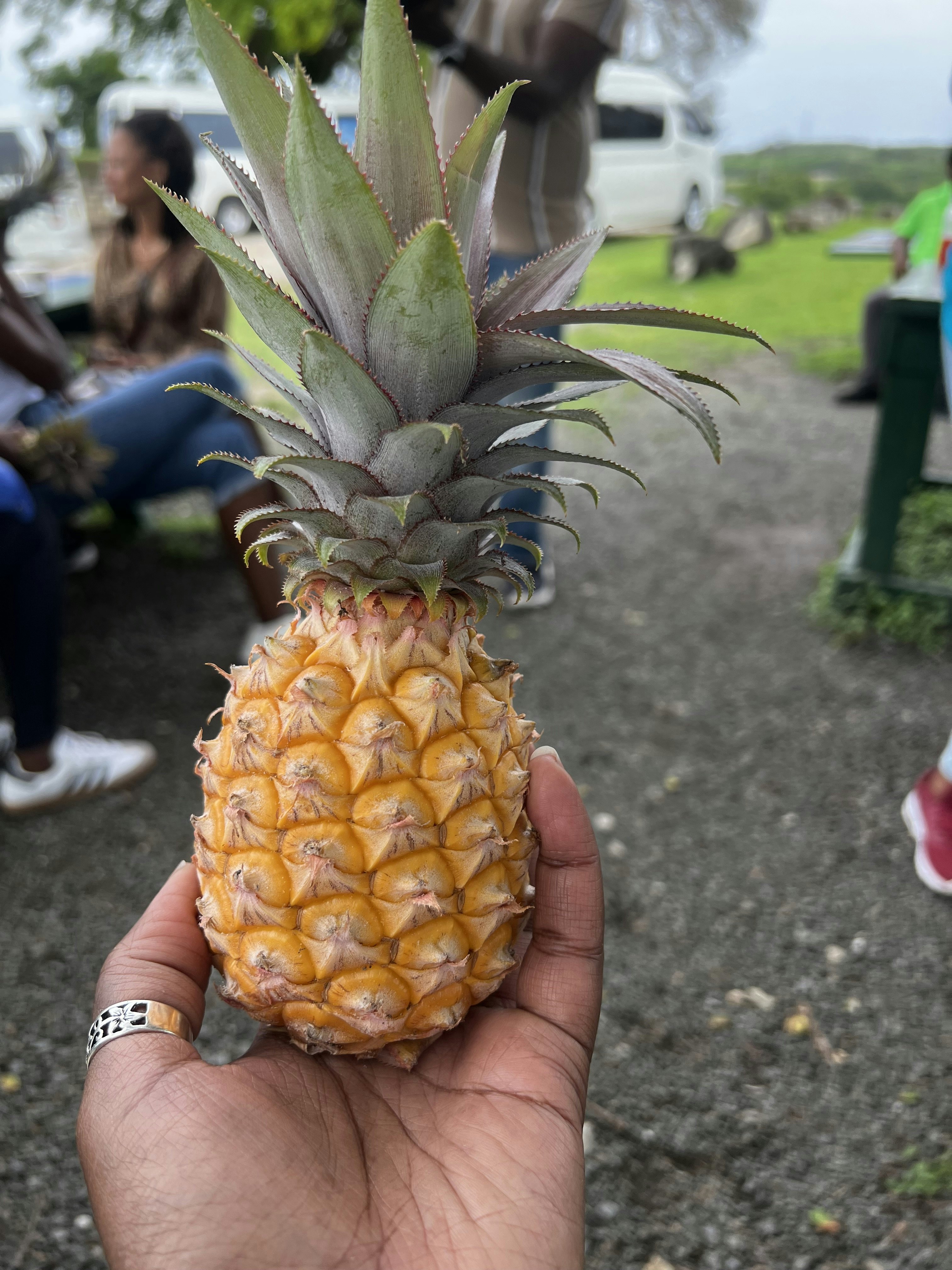 A hand holds a small pineapple.