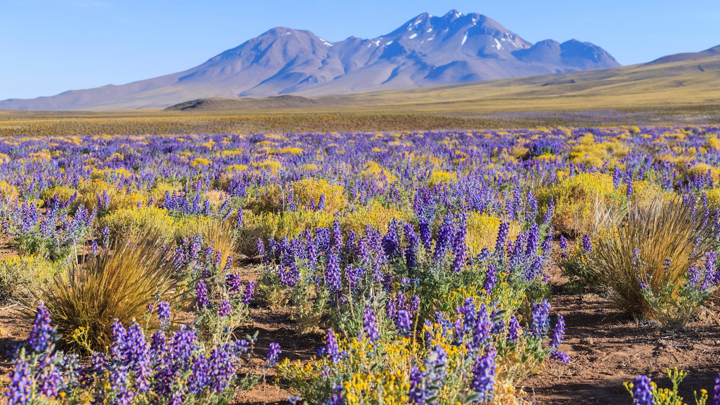 Flowering Atacama desert, Chile, License Type: media, Download Time: 2025-05-29T14:49:32.000Z, User: pinkjozie64, Editorial: false, purchase_order: 56530 - Guidebooks, job: Global Publishing WIP, client: South America 16, other: Jo-anne Riddell