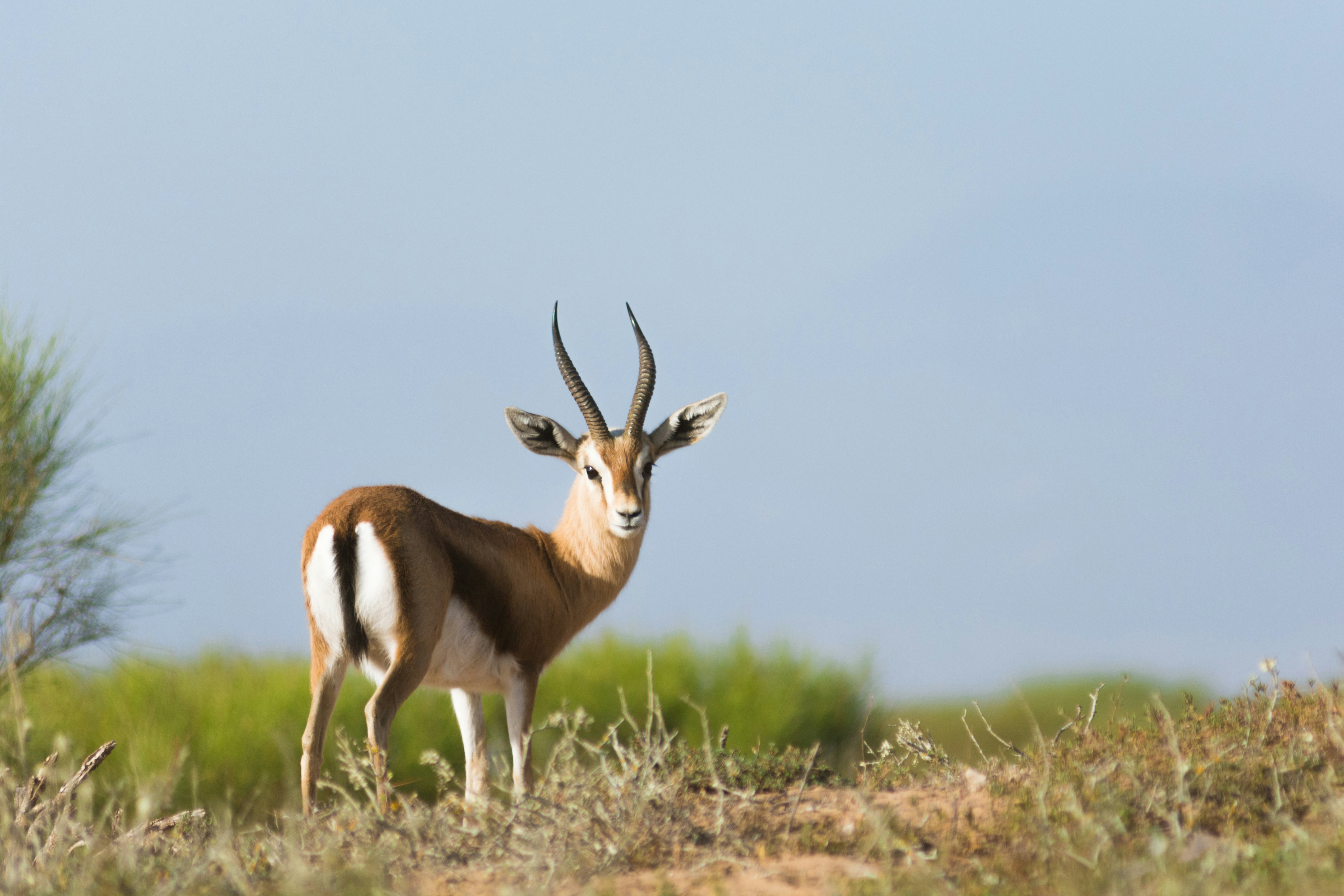 A Saharan dorcas gazelle standing on a hill in Souss-Massa National Park