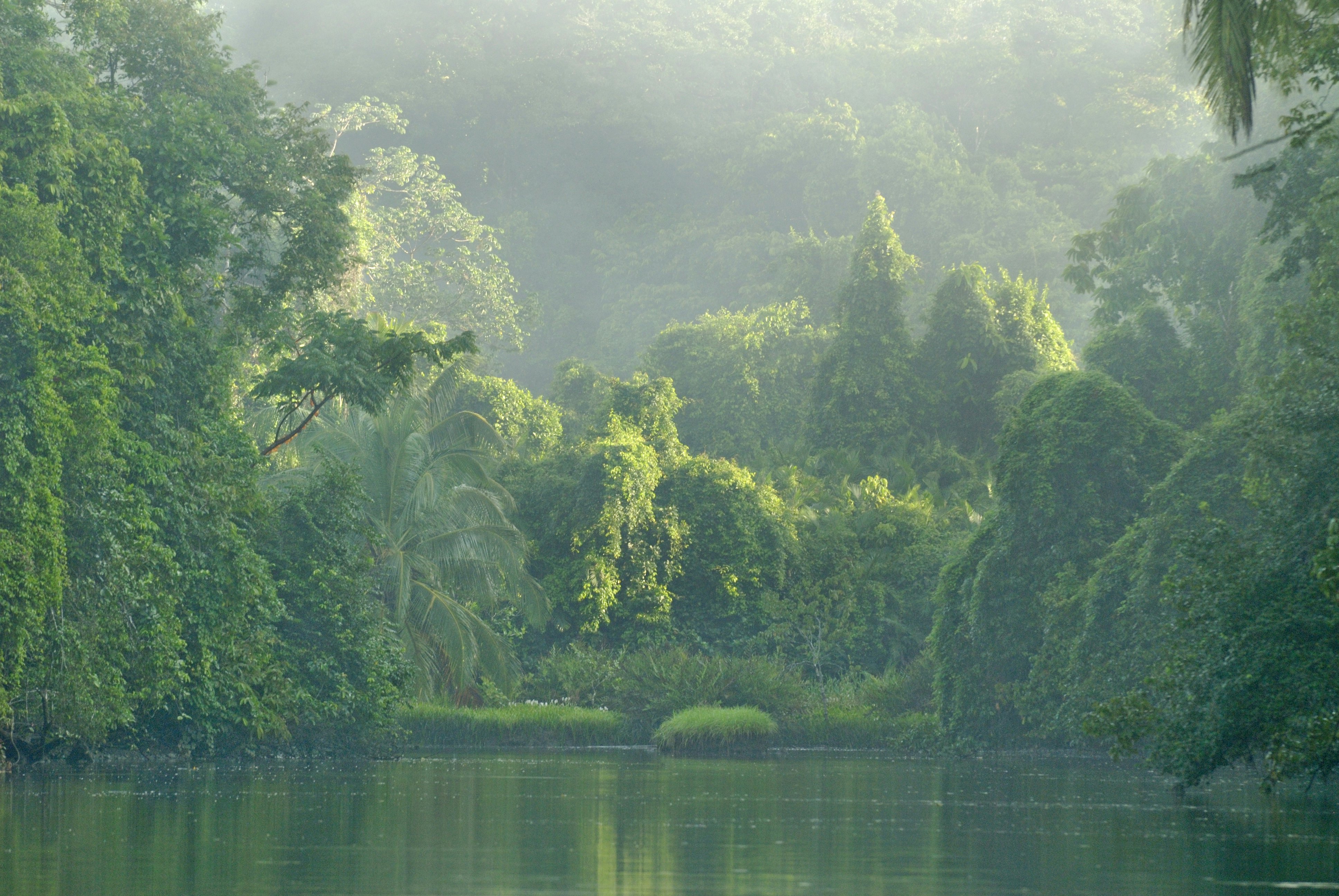A river in lush green forest in Costa Rica, with hazy light on the leaves.