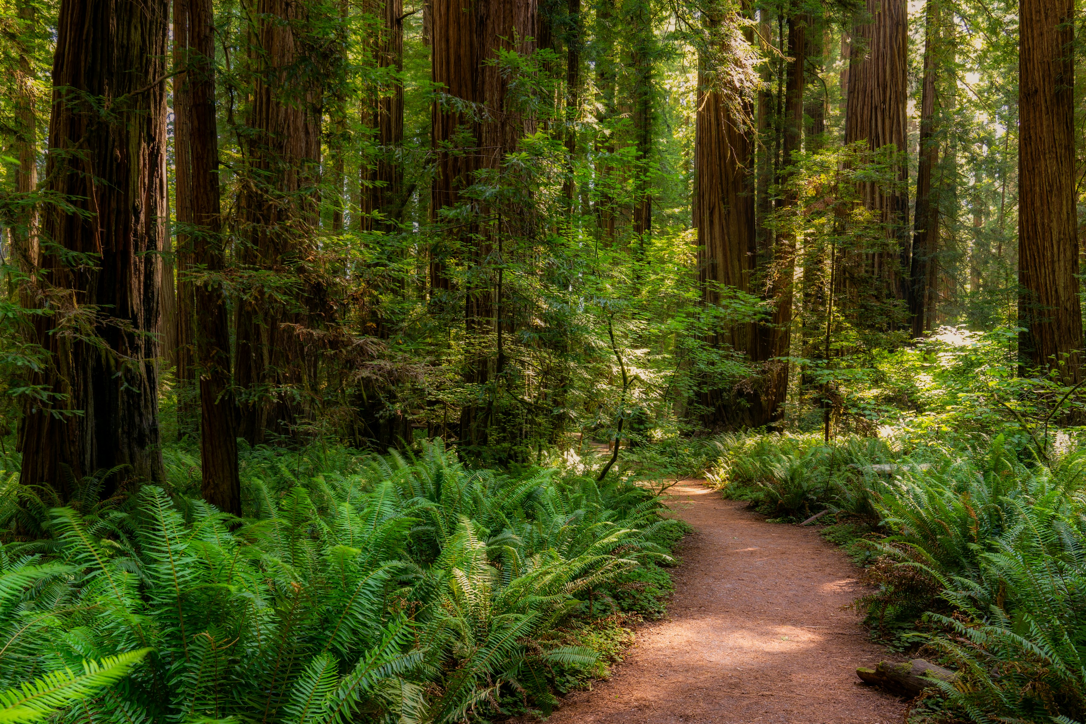 dirt trail cuts through big green ferns with giant redwood trunks all around.