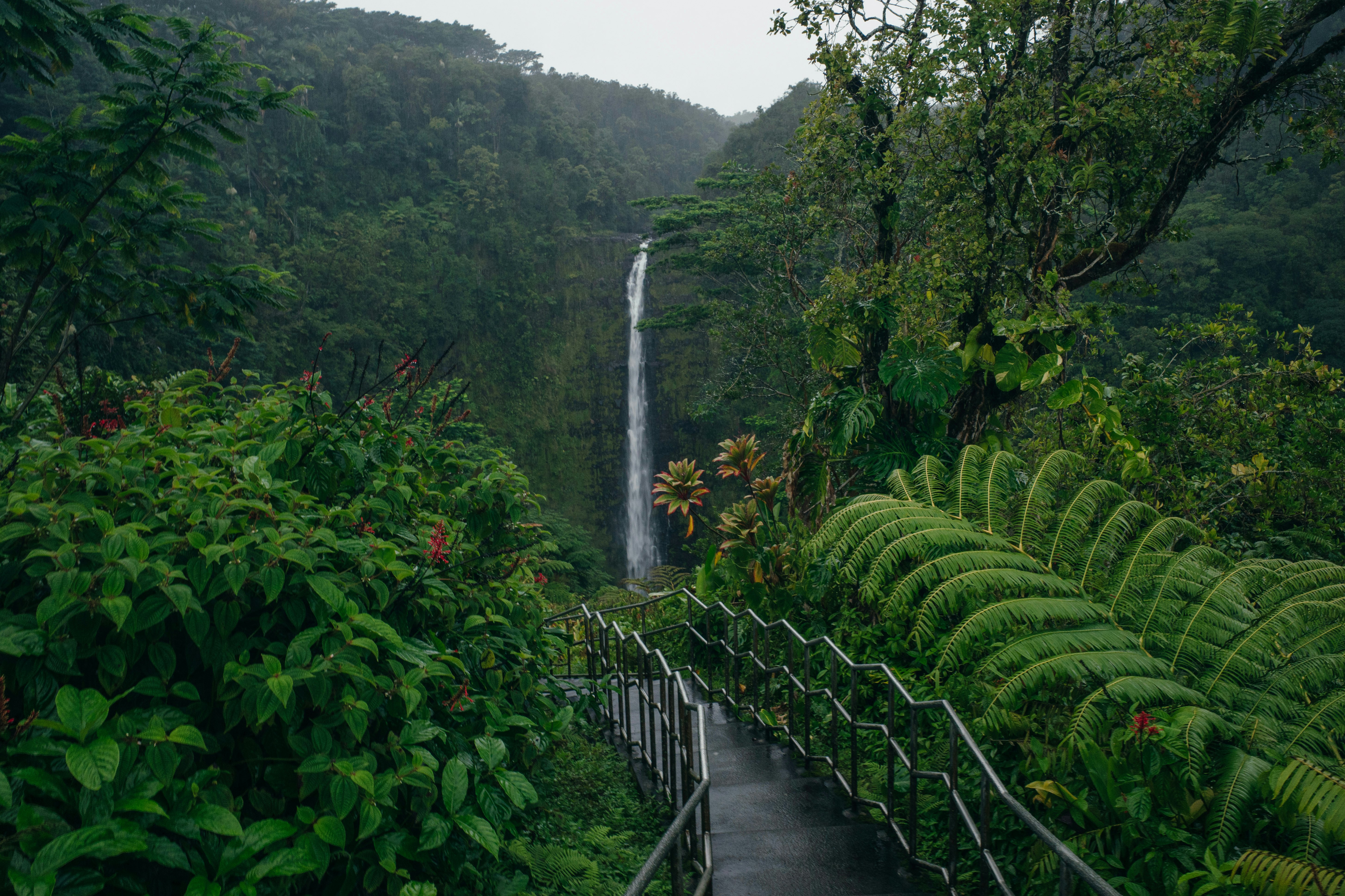 Akaka Falls on the Big Island of Hawaiʻi in a tropical rain forest.