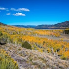 The Pando! Largest growing organism on planet earth.  Aspen clones from a single root system., License Type: media, Download Time: 2025-07-09T10:48:52.000Z, User: jennifercarey0150, Editorial: false, purchase_order: 65050 - Digital Destinations and Articles, job: Online Editorial, client: TTTD in Utah, other: Jennifer Carey