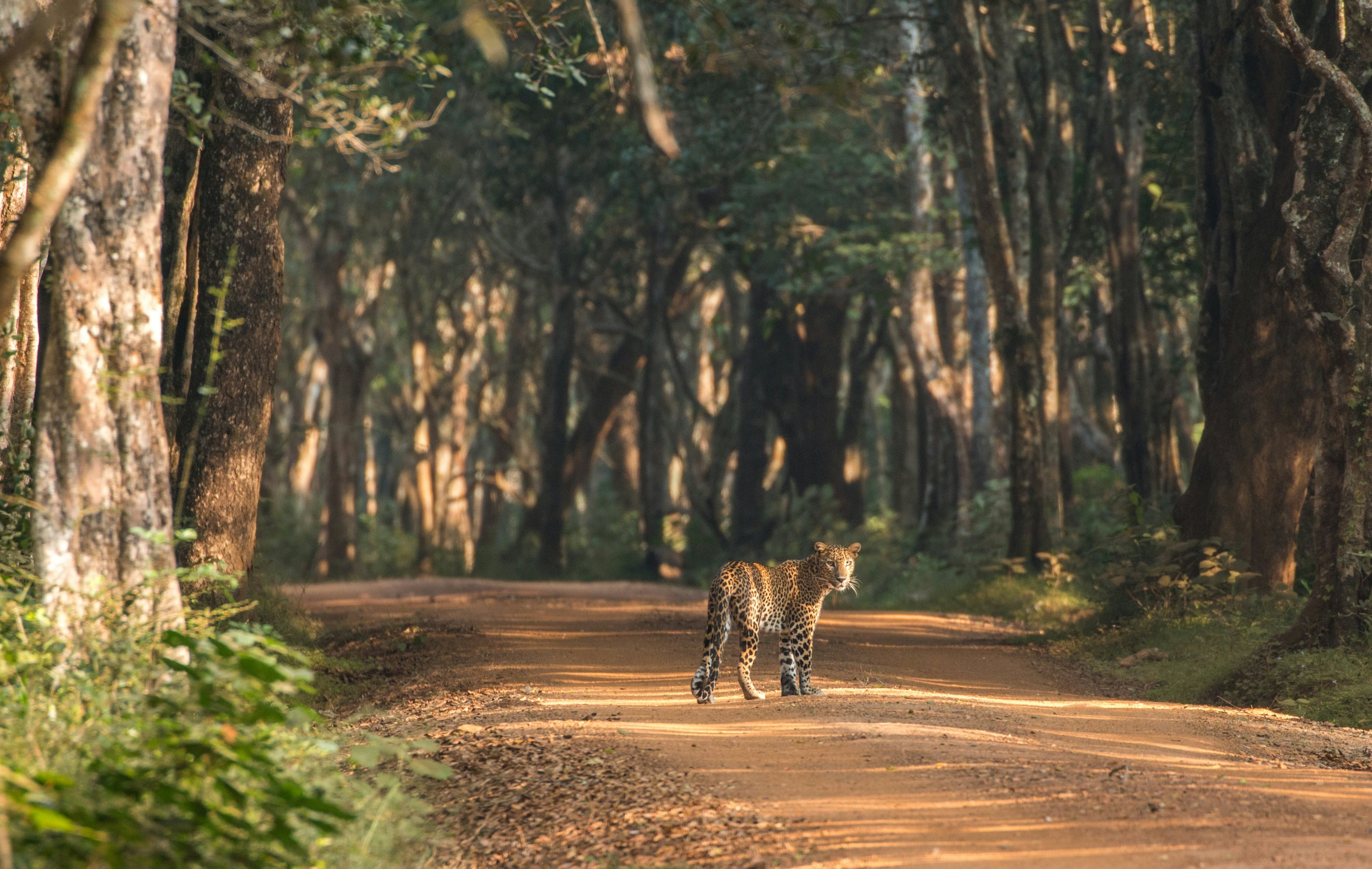 A large spotted cat looks back over its shoulder as it stalks along a dirt track through woodland in a national park.
