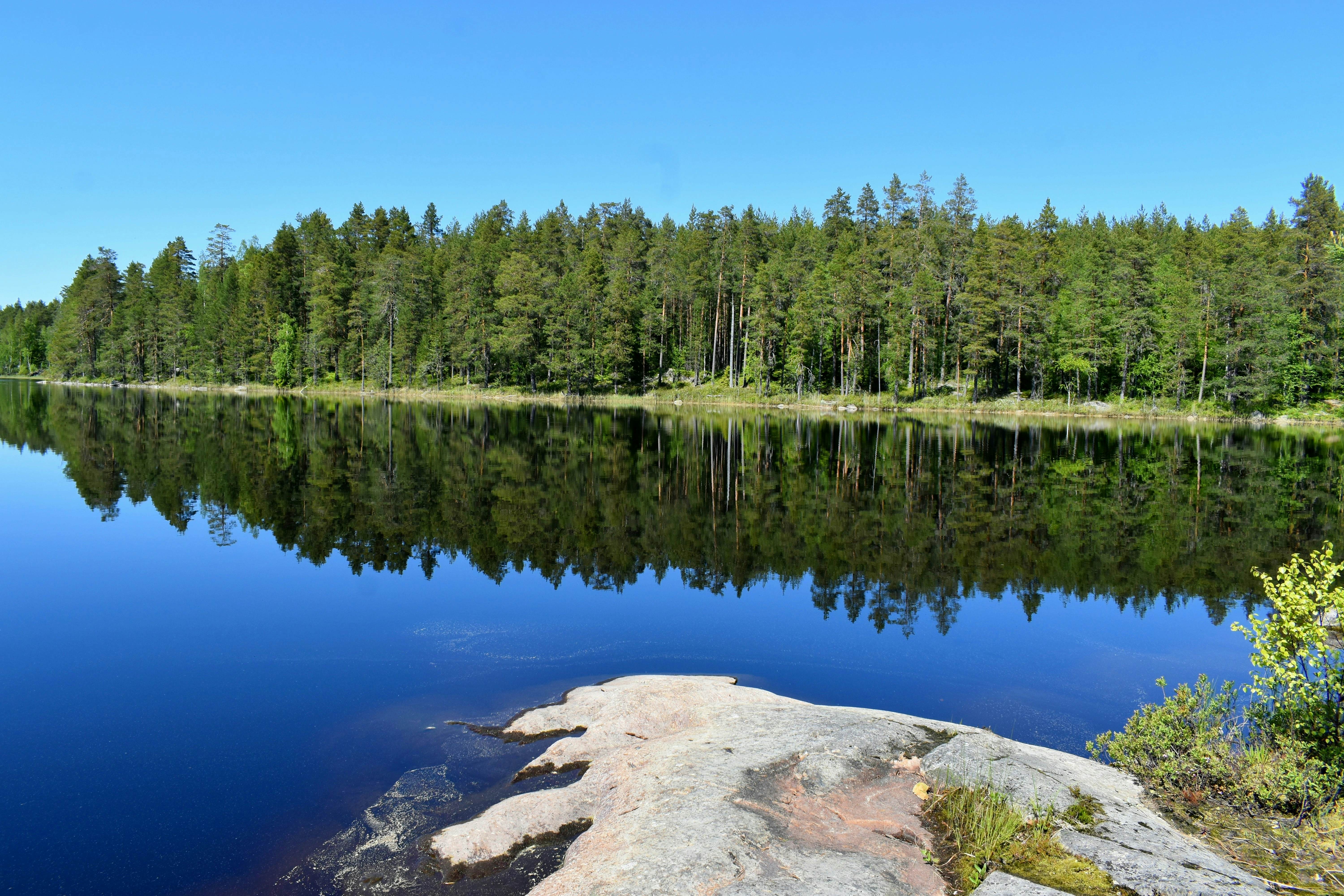 Pine trees on the shore of a lake in Finland are reflected in its mirrorlike surface.