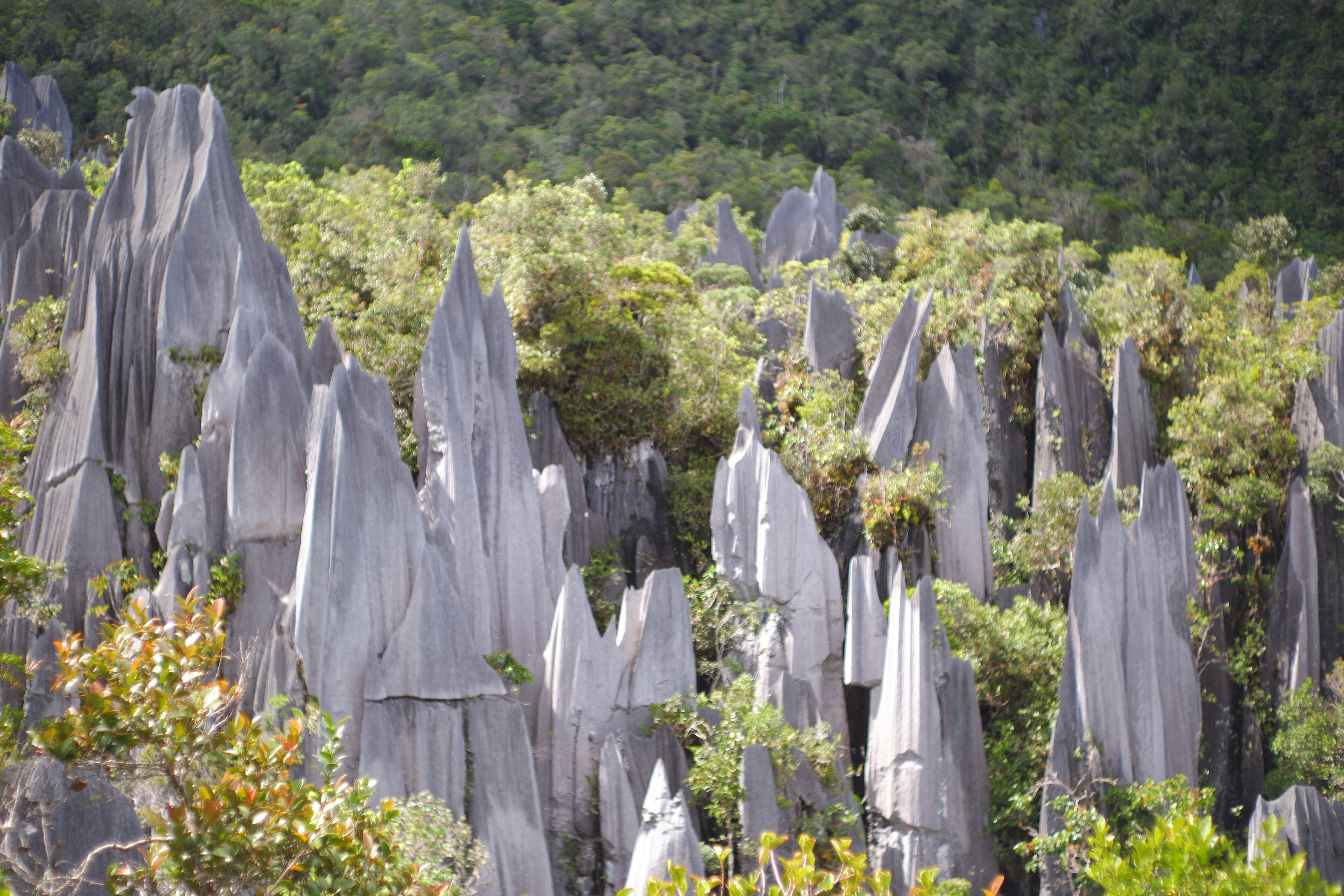 Pinnacles atop Gunung Api in Gunung Mulu National Park