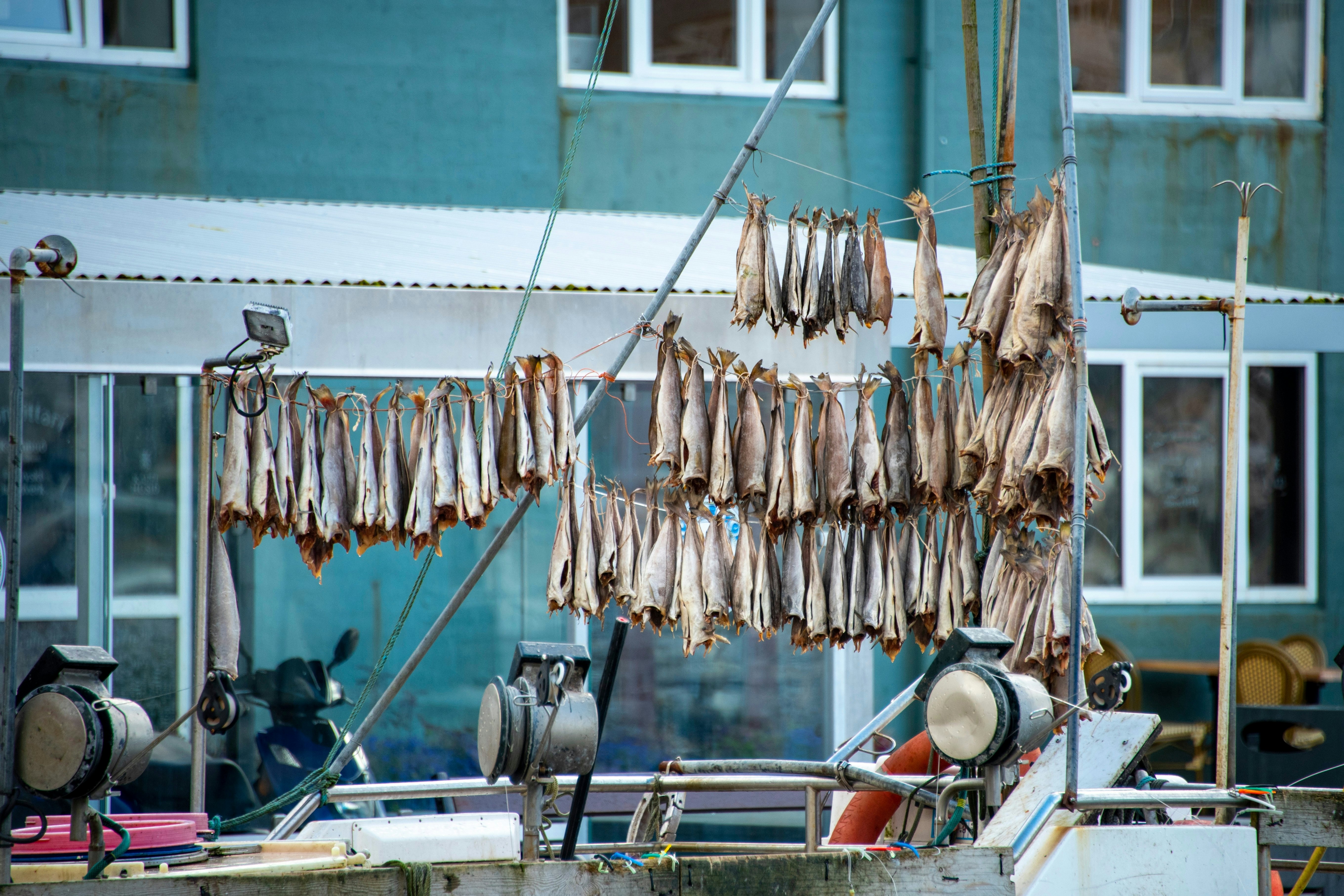 Fishes hang on cords as they dry and ferment in the air.