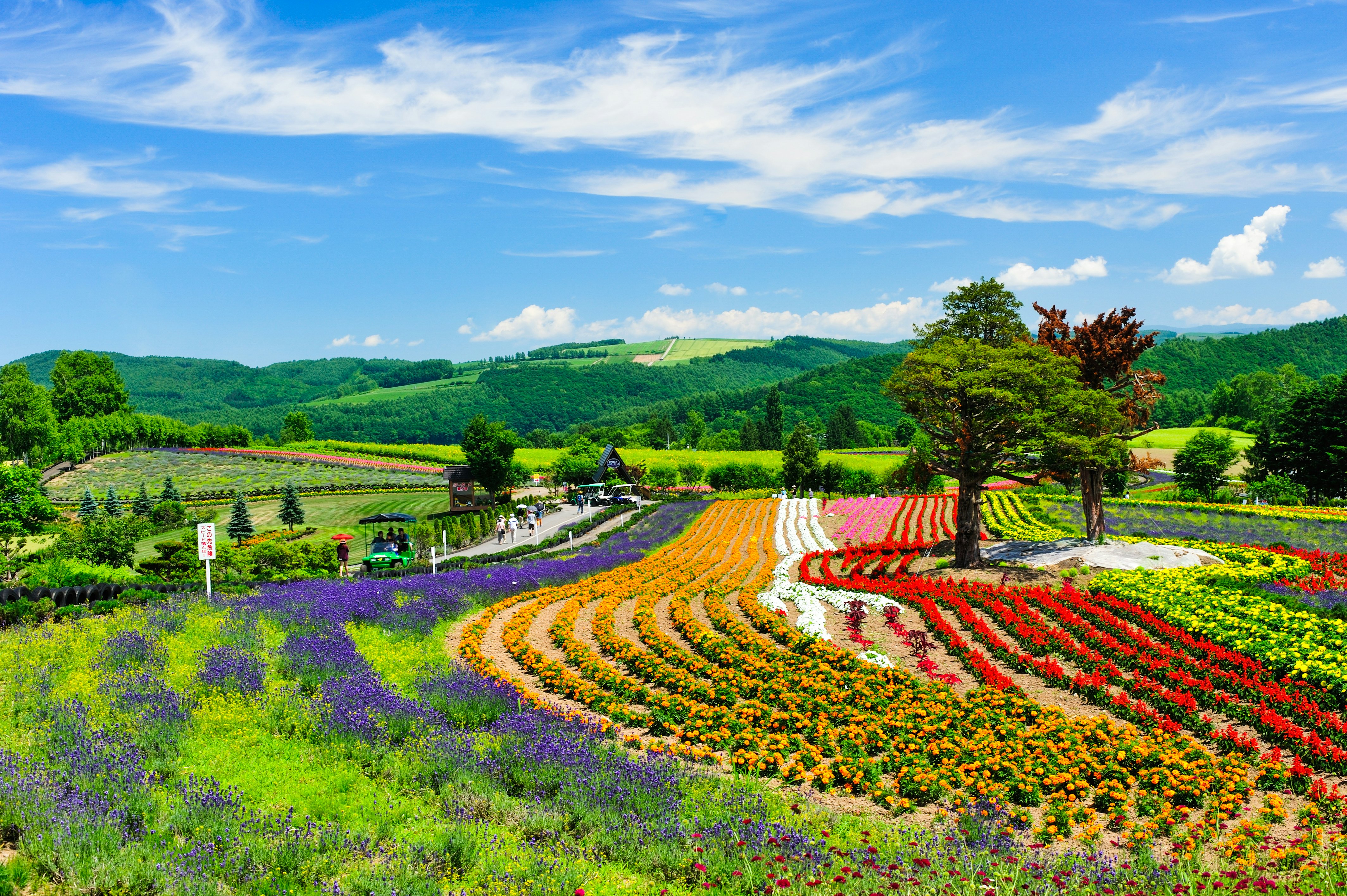 Precise rows of colorful flowers in a garden, with green trees growing amid them and green mountains in the background