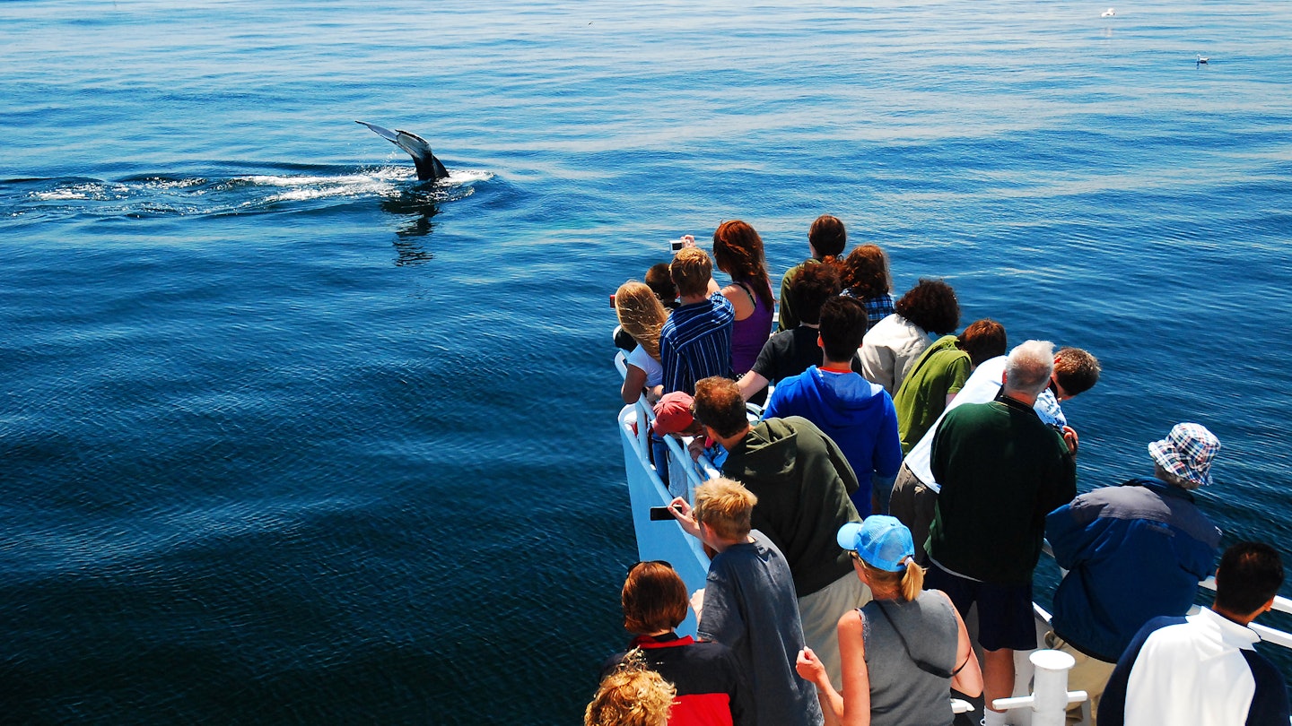 Provincetown, MA, USA July 5 A group a whale watchers catches sight of a humpback whale descending into the depths off the coast of Cape Cod, Massachusetts, License Type: media, Download Time: 2025-03-03T22:36:00.000Z, User: rhylton_redventures, Editorial: true, purchase_order: 56530 - Guidebooks, job: Lonely Planet WIP, client: Lonely Planet WIP, other: Rhianydd Hylton