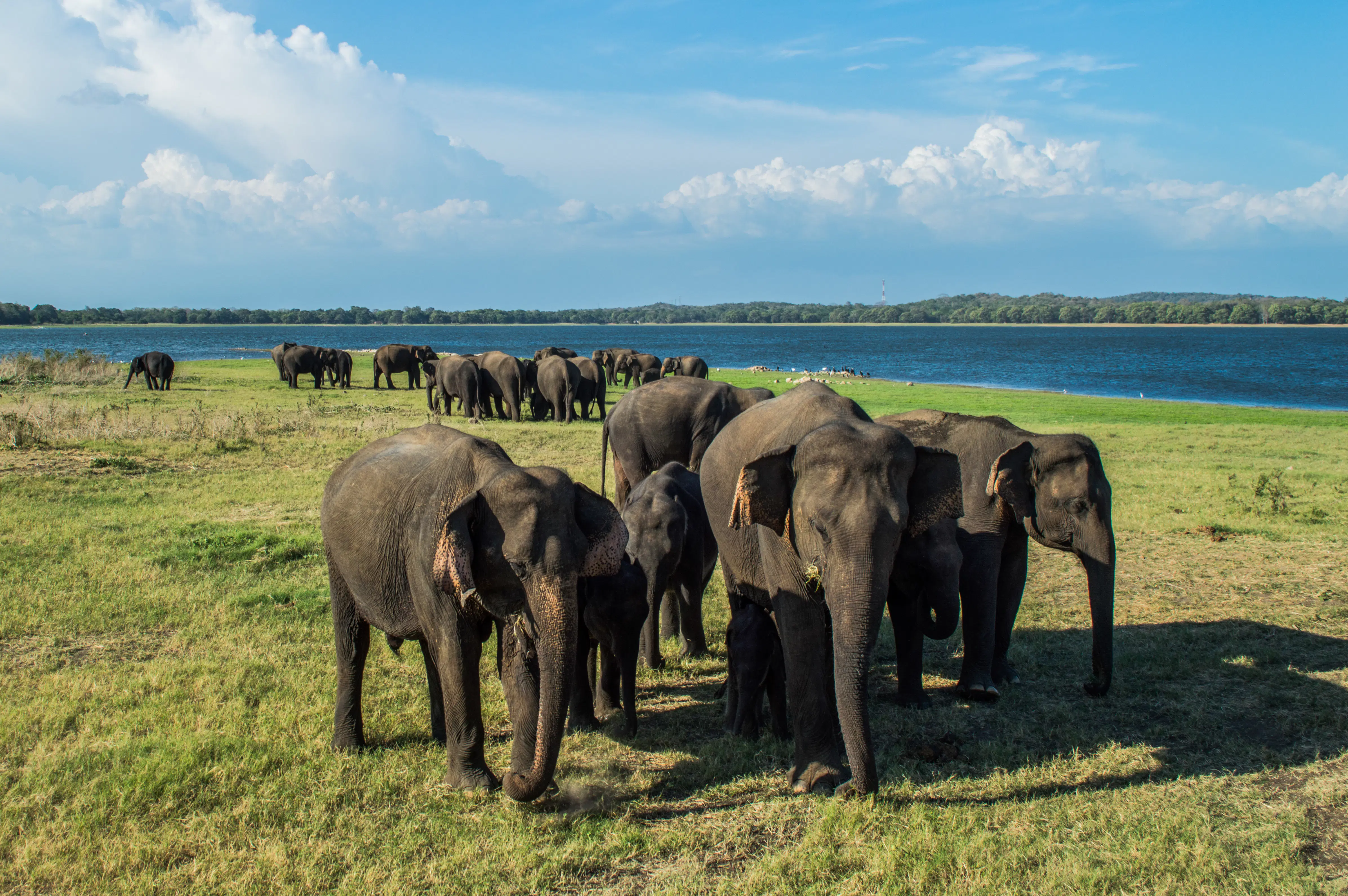 The best wildlife-spotting destinations in Sri Lanka - Lonely Planet