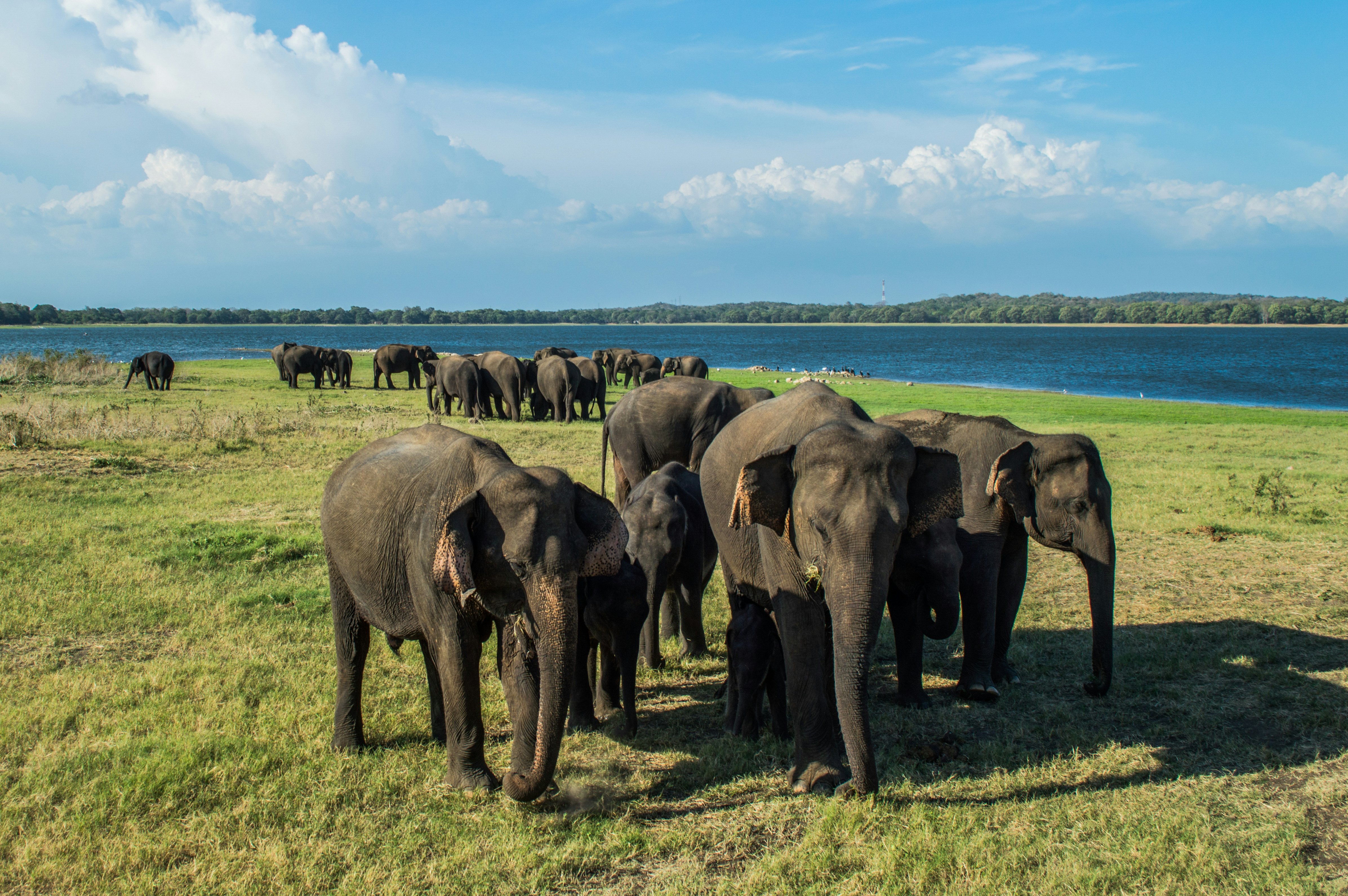 A couple dozen Asian elephants are seen on a grassy expanse near a body of water.