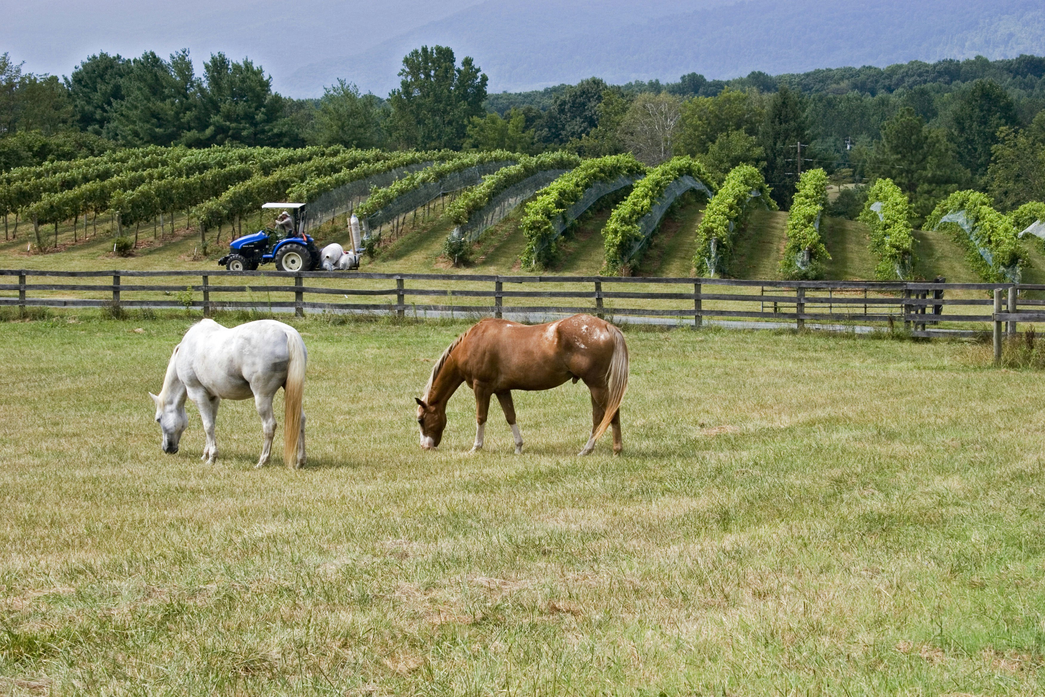 A white horse and a brown horse grazing in Virginia's wine country