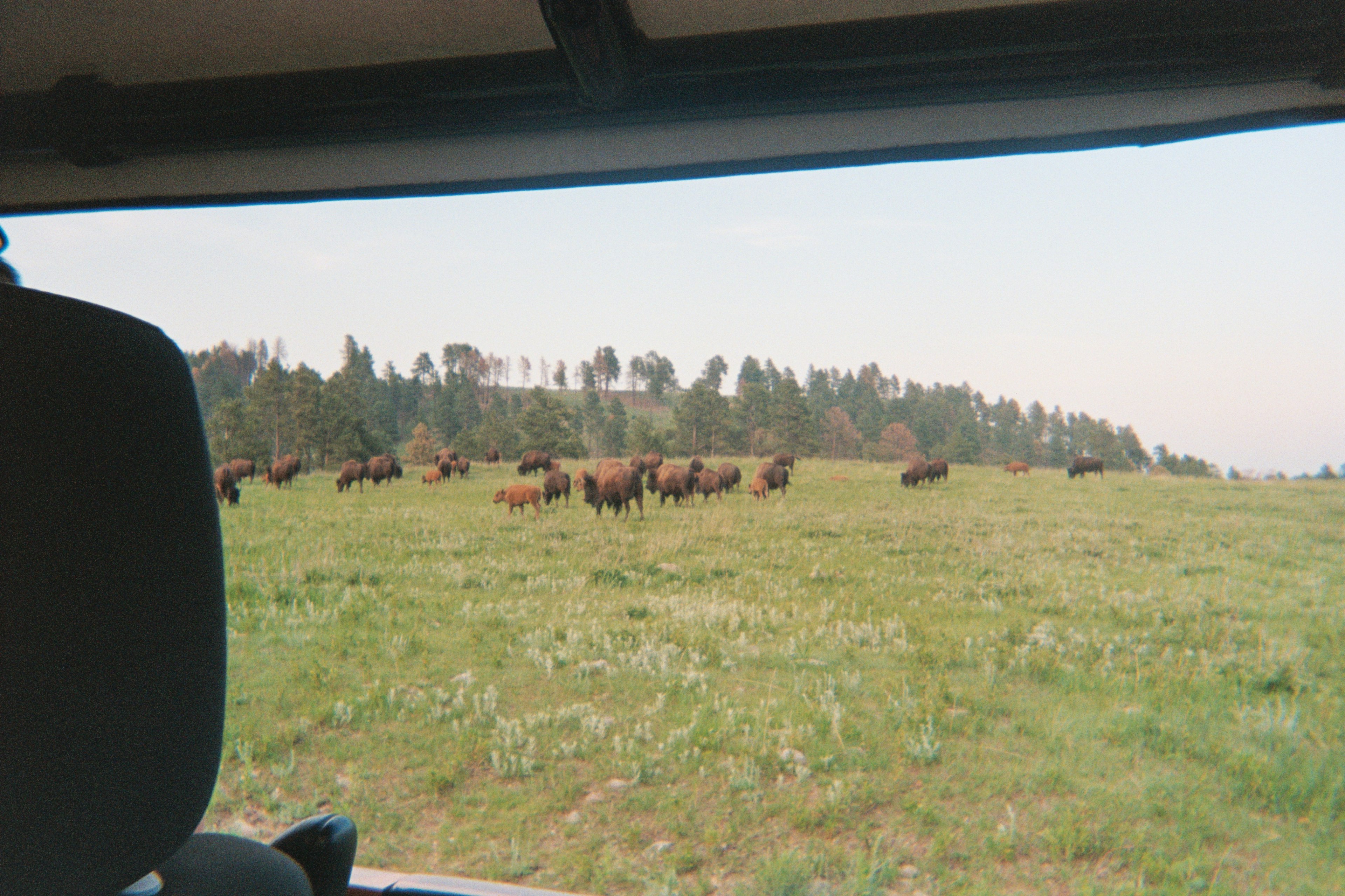 South Dakota Black Hills-Ann Douglas Lott, Where LP went this summer article