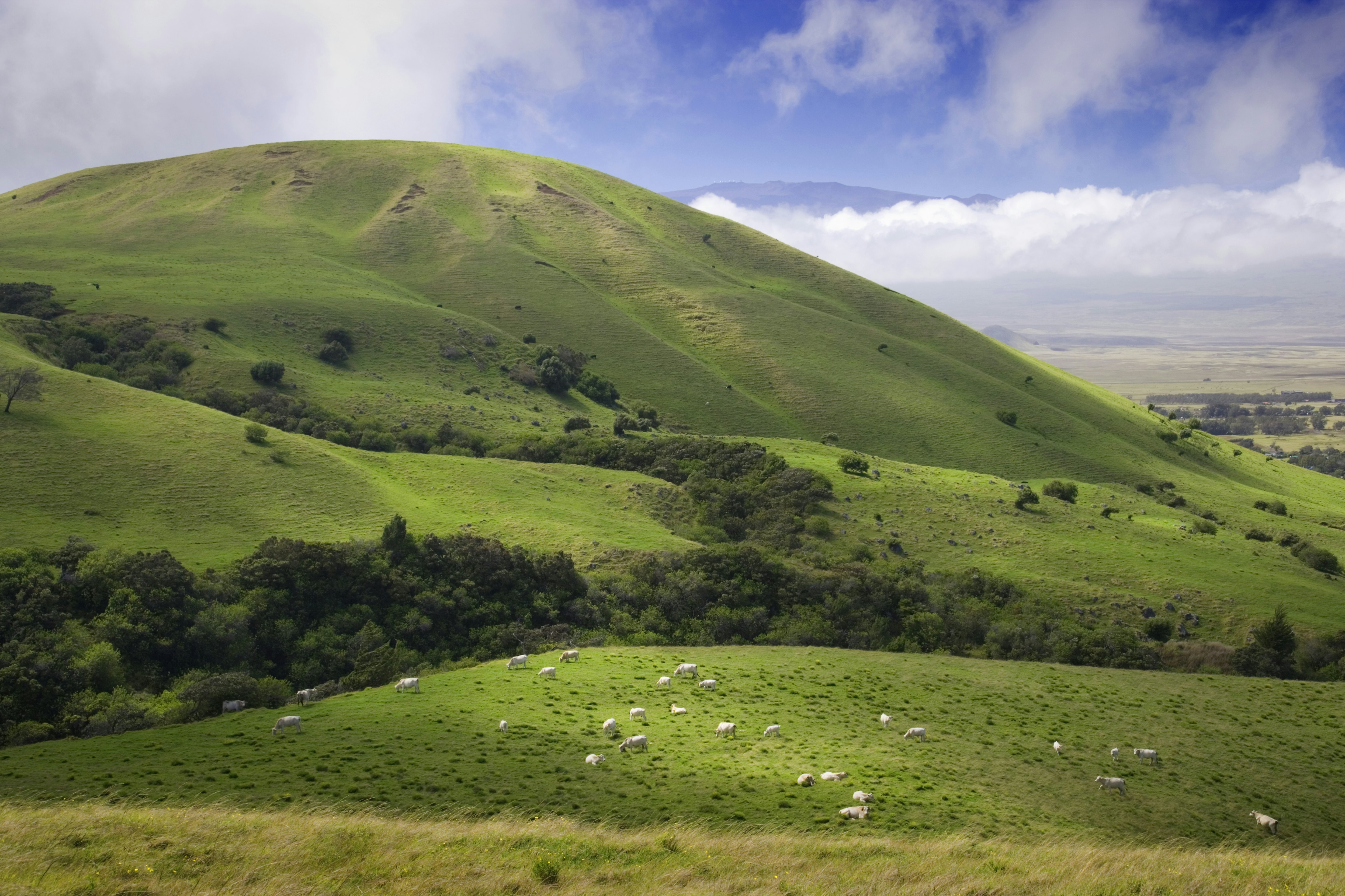 Sheep dot a hilly green landscape on a mostly sunny day with low-hanging puffy clouds in the distance.