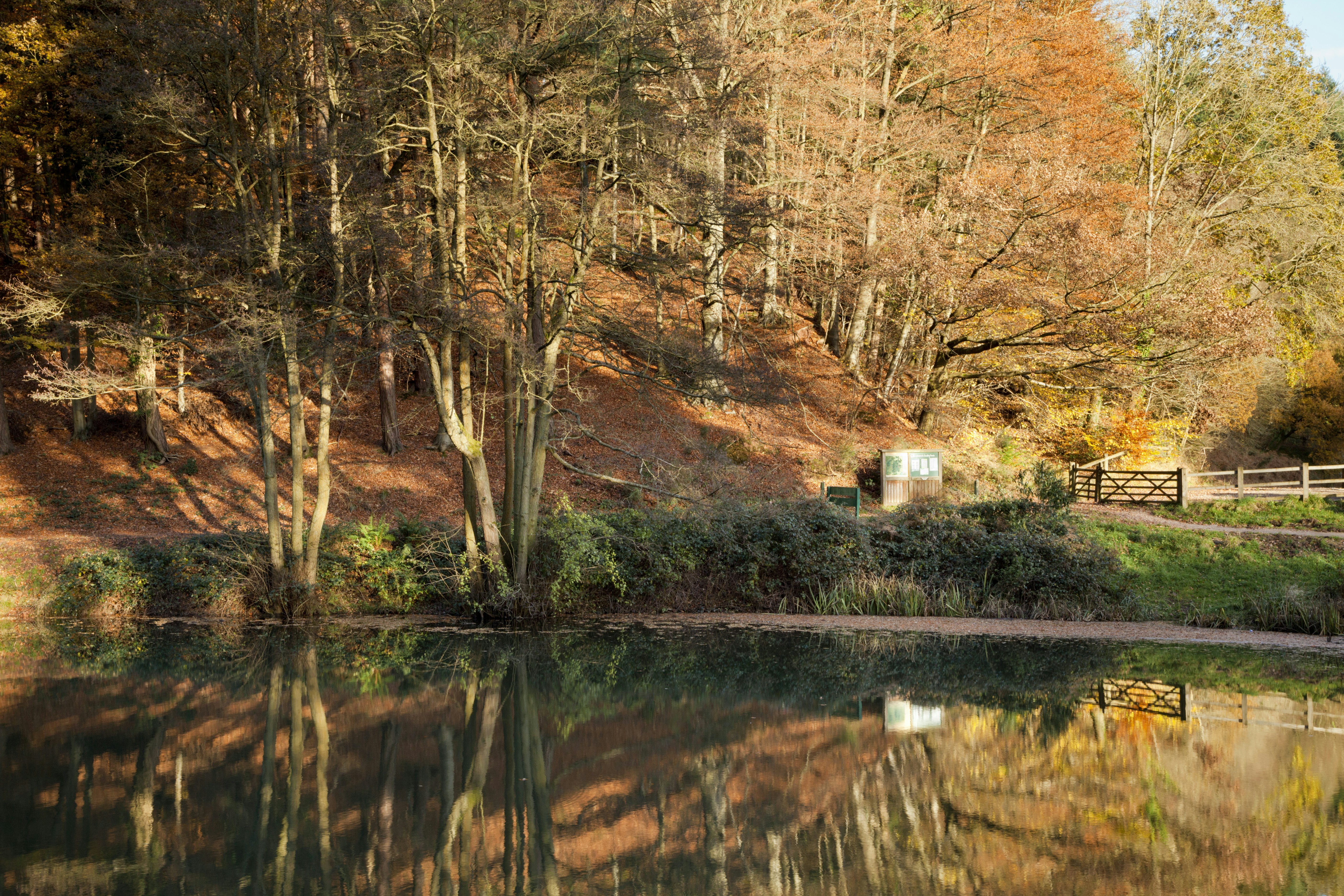 Autumn trees surround a pond in the Forest of Dean, Gloucestershire