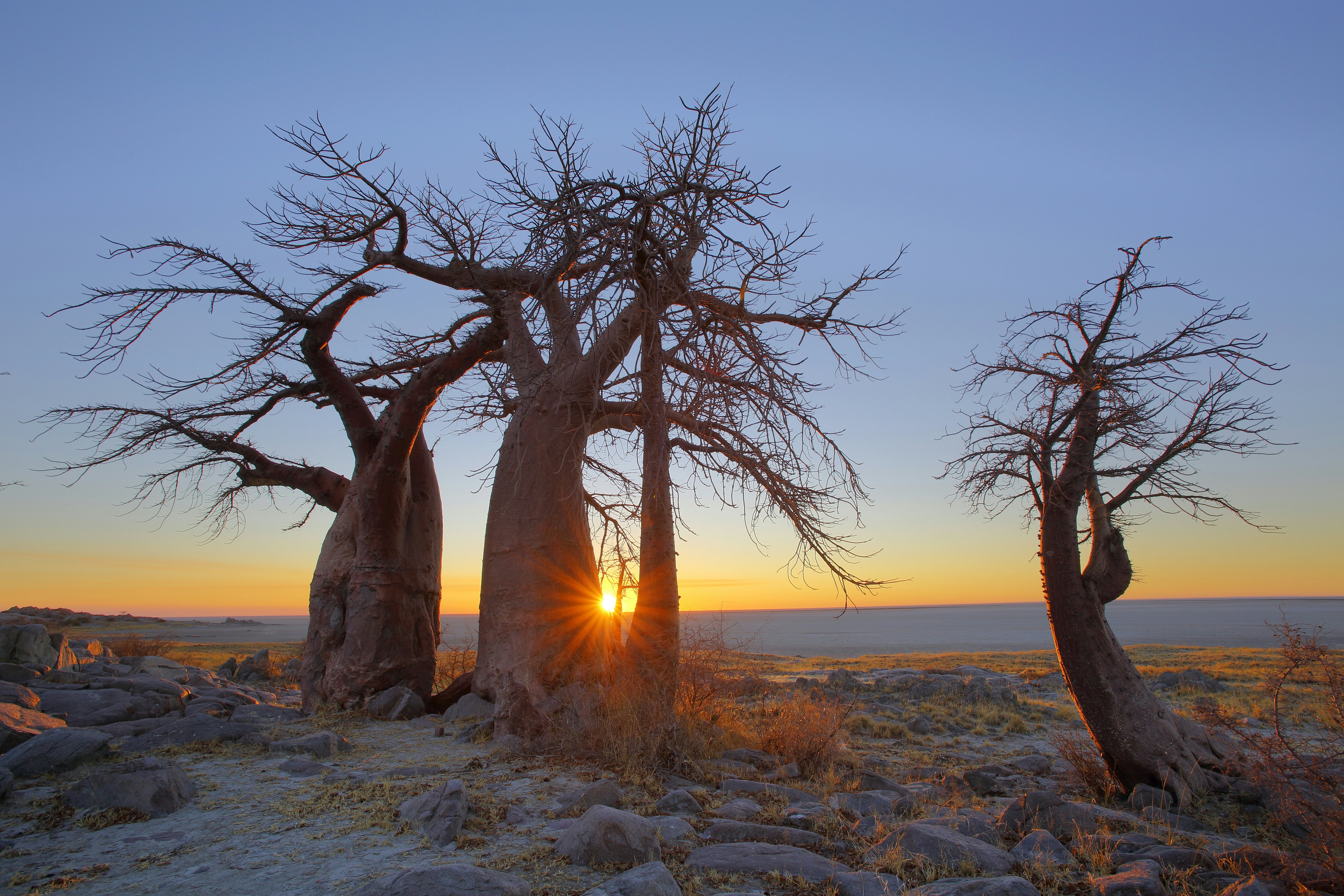 A group of thick-trunked trees stand together at the edge of a salt pan that stretches for miles into the distance. The sun rises over the horizon.