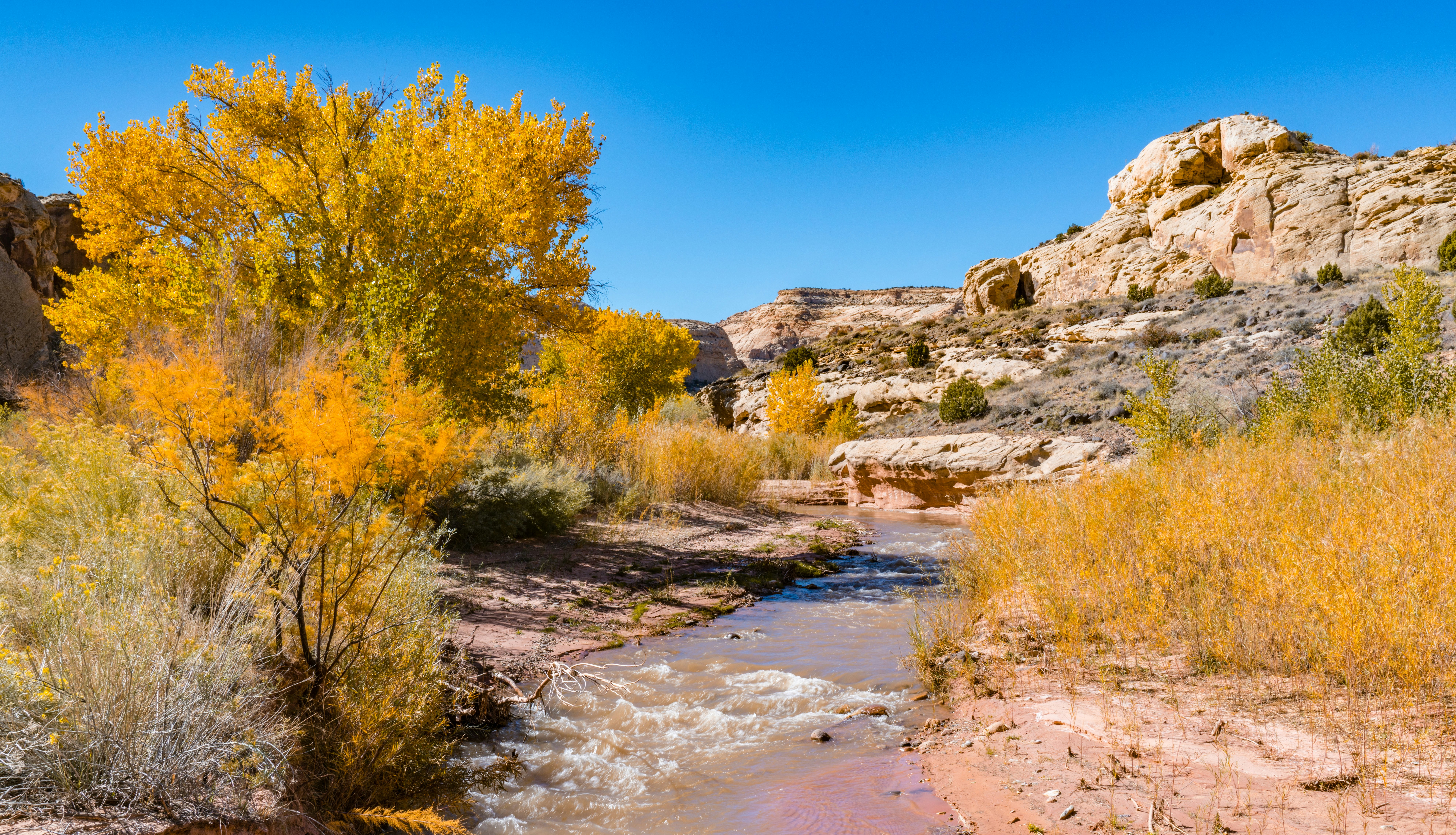 Autumn colors along the Fremont River in Capitol Reef National Park, Utah