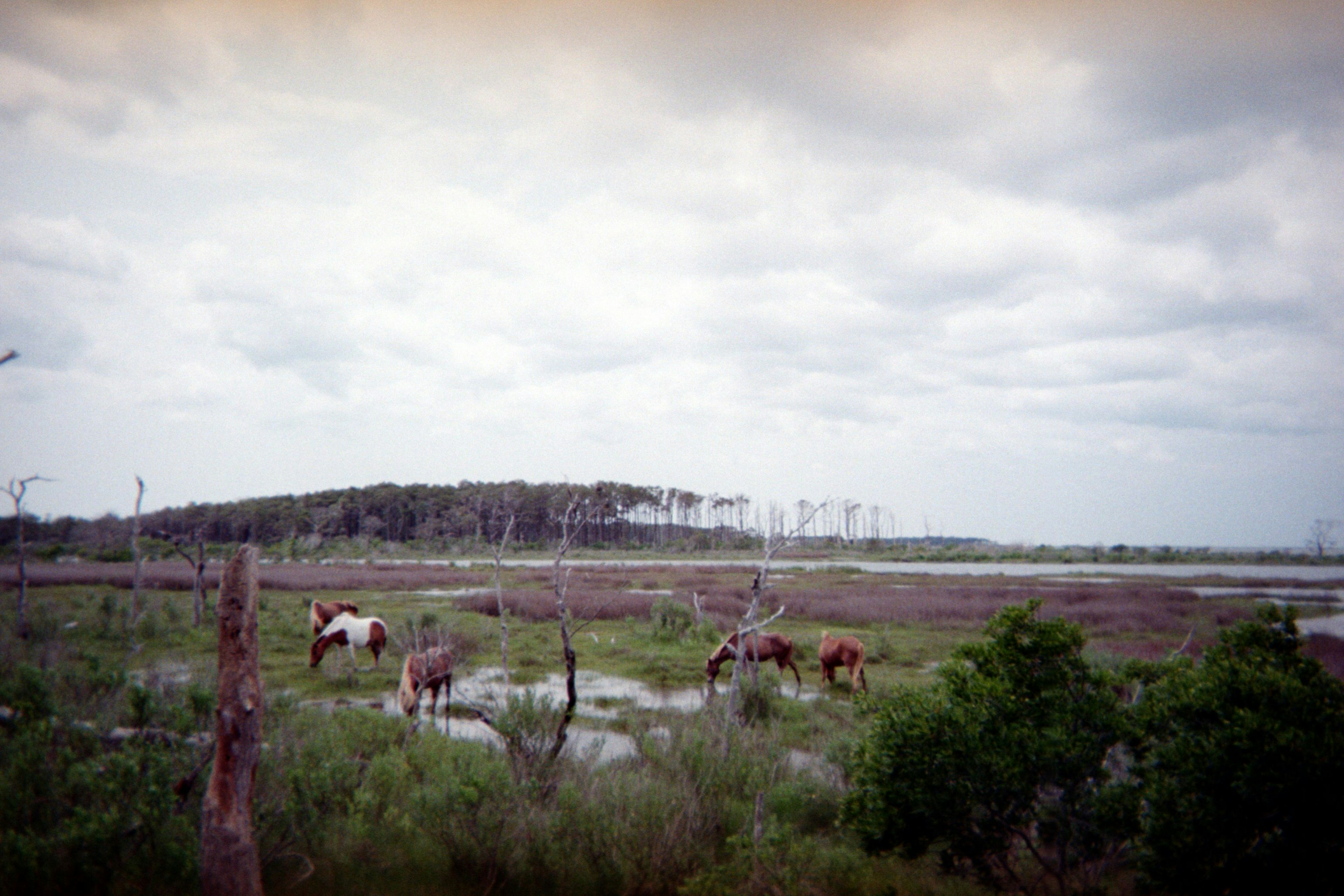 A cloudy sky with horses and trees and swamp