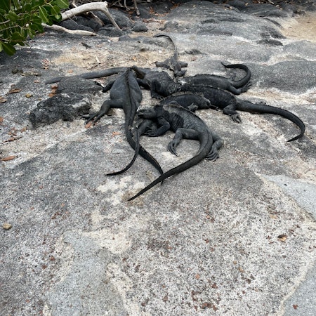 Iguanas on Punta Espinosa in the Galapagos Islands