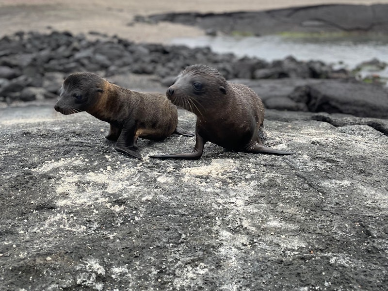 Seal pups on Punta Espinosa in the Galapagos Islands