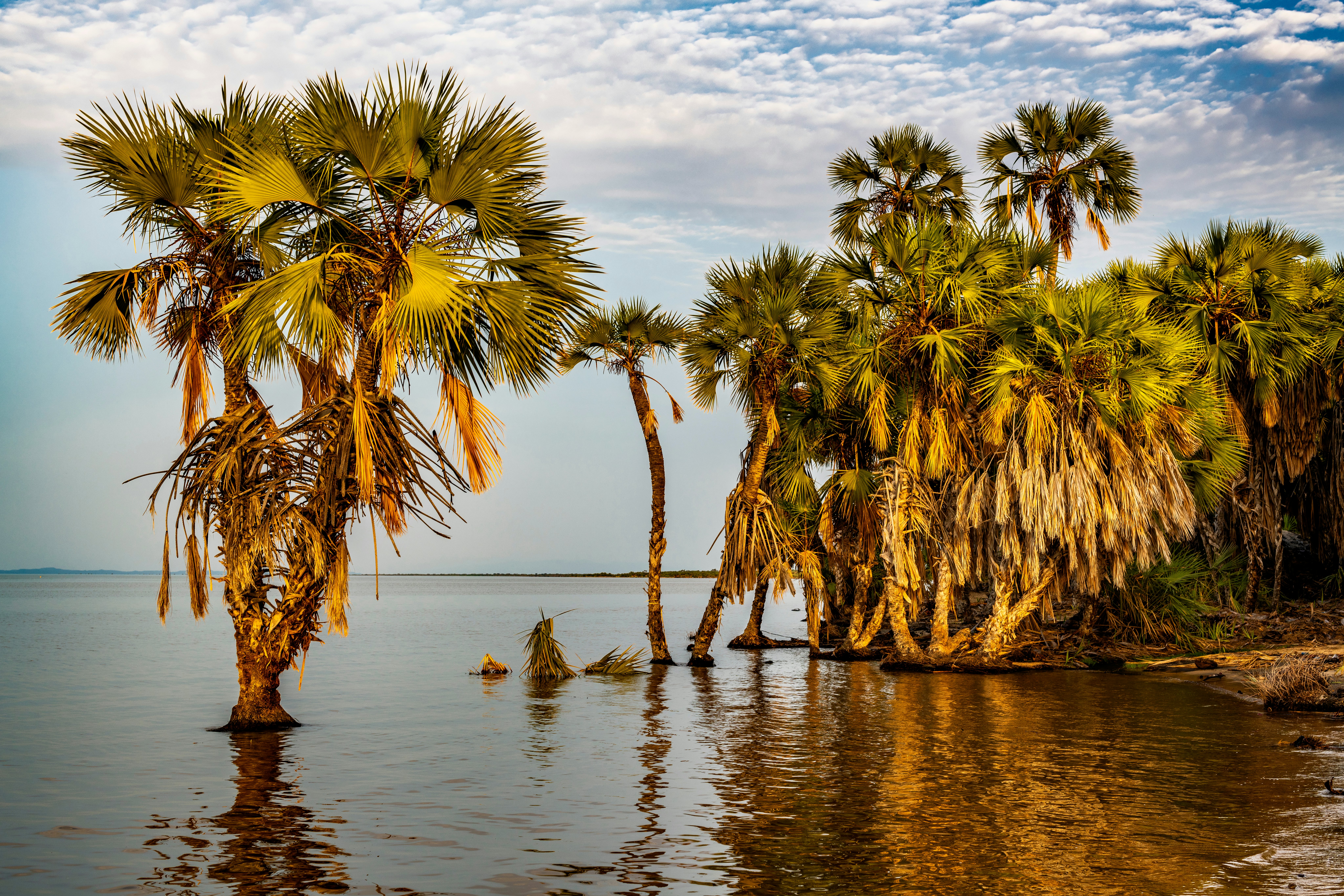 Palm trees in the late afternoon light by a lake in northern Kenya.