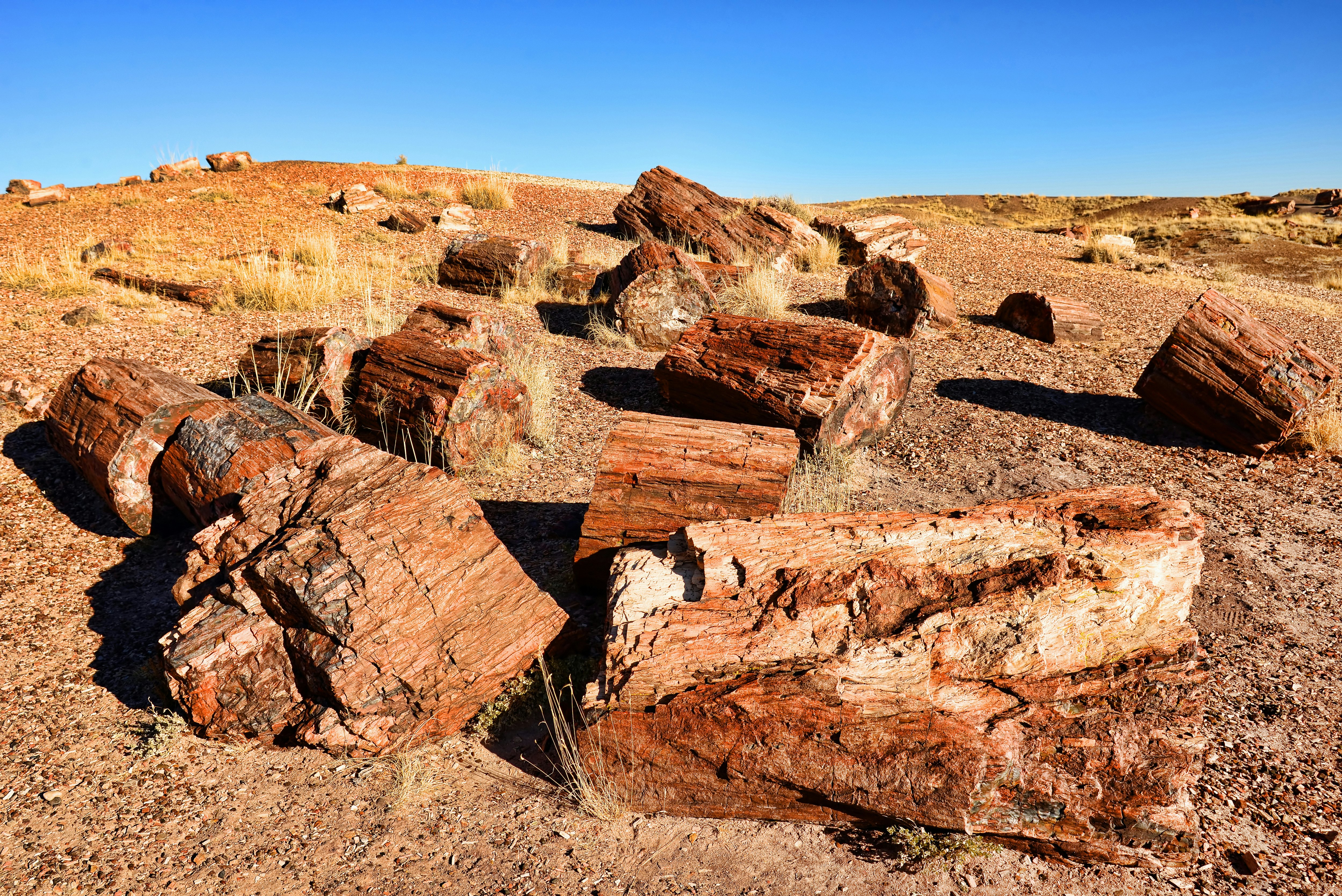 Giant fossilized trees in Petrified Forest National Park, Arizona, USA.