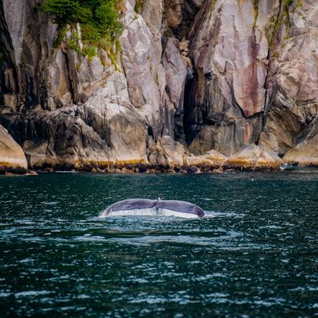 Whale Scenery from Prince William Sound area cruise .