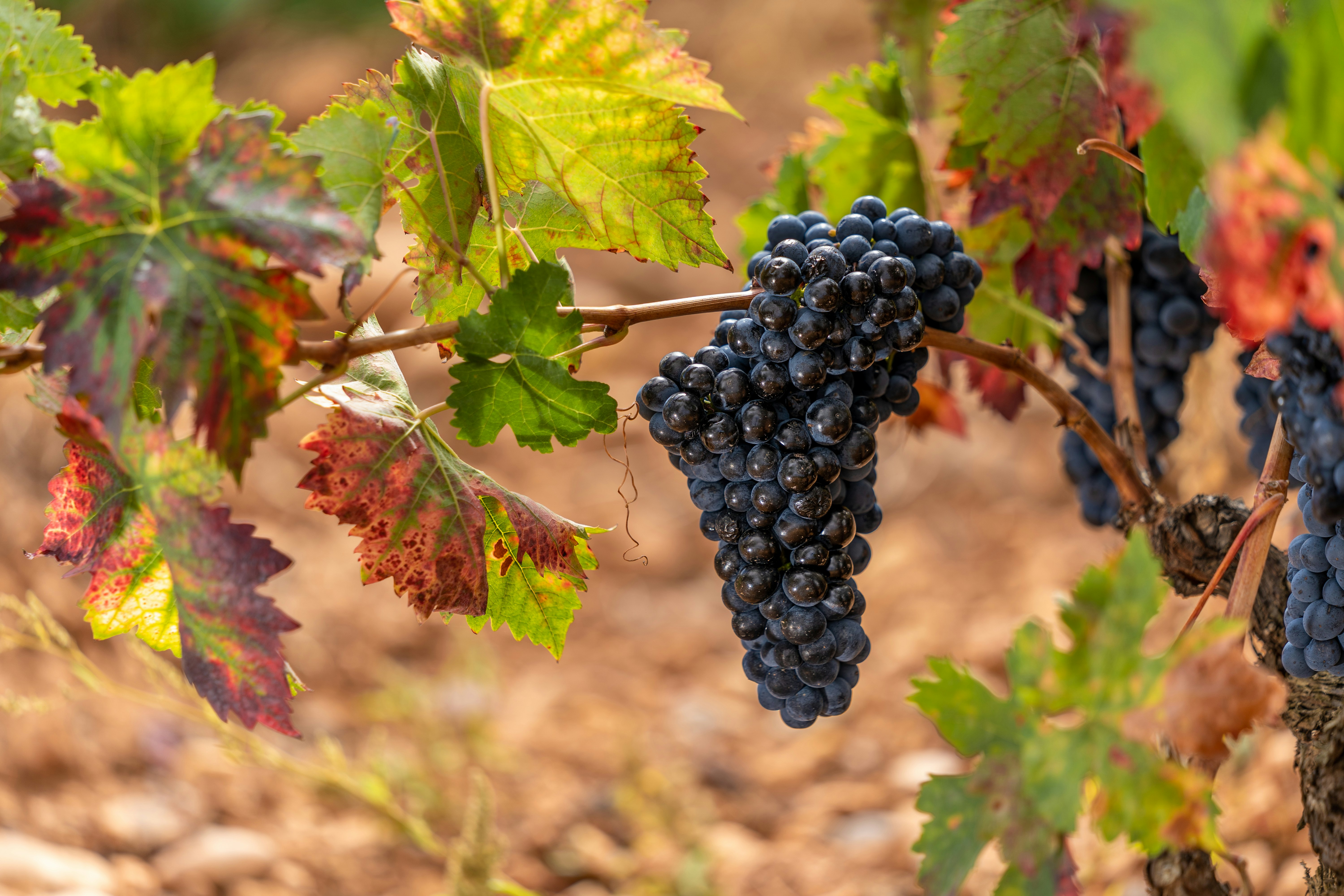Ripe grapes on autumn vines about to be harvested in the vineyards of La Rioja, Spain.