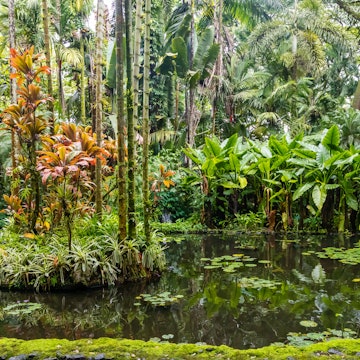 Hilo. Hawaii - November 30, 2021: Beautiful pond in Hawai'i Tropical Bioreserve and Garden on Big Island, Hawaii License Type: media Download Time: 2024-04-05T13:28:59.000Z User: Is Editorial: Yes purchase_order: