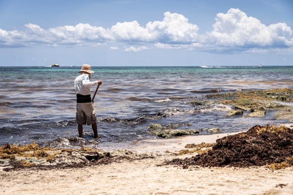 A guide to sargassum in the Caribbean