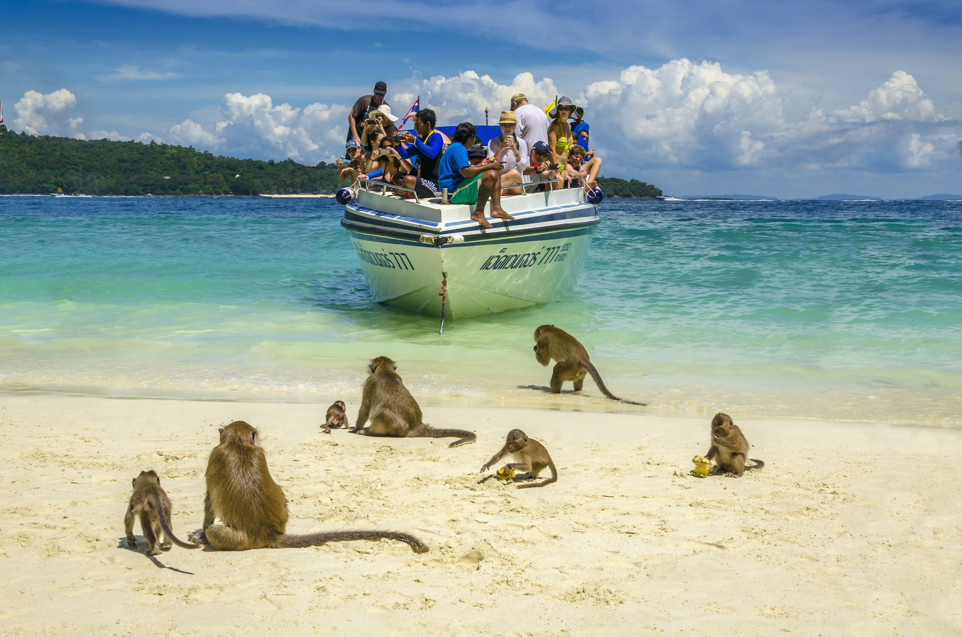 A small group of monkeys, including babies, play on the sand of a beach as a boat approaches the shore.