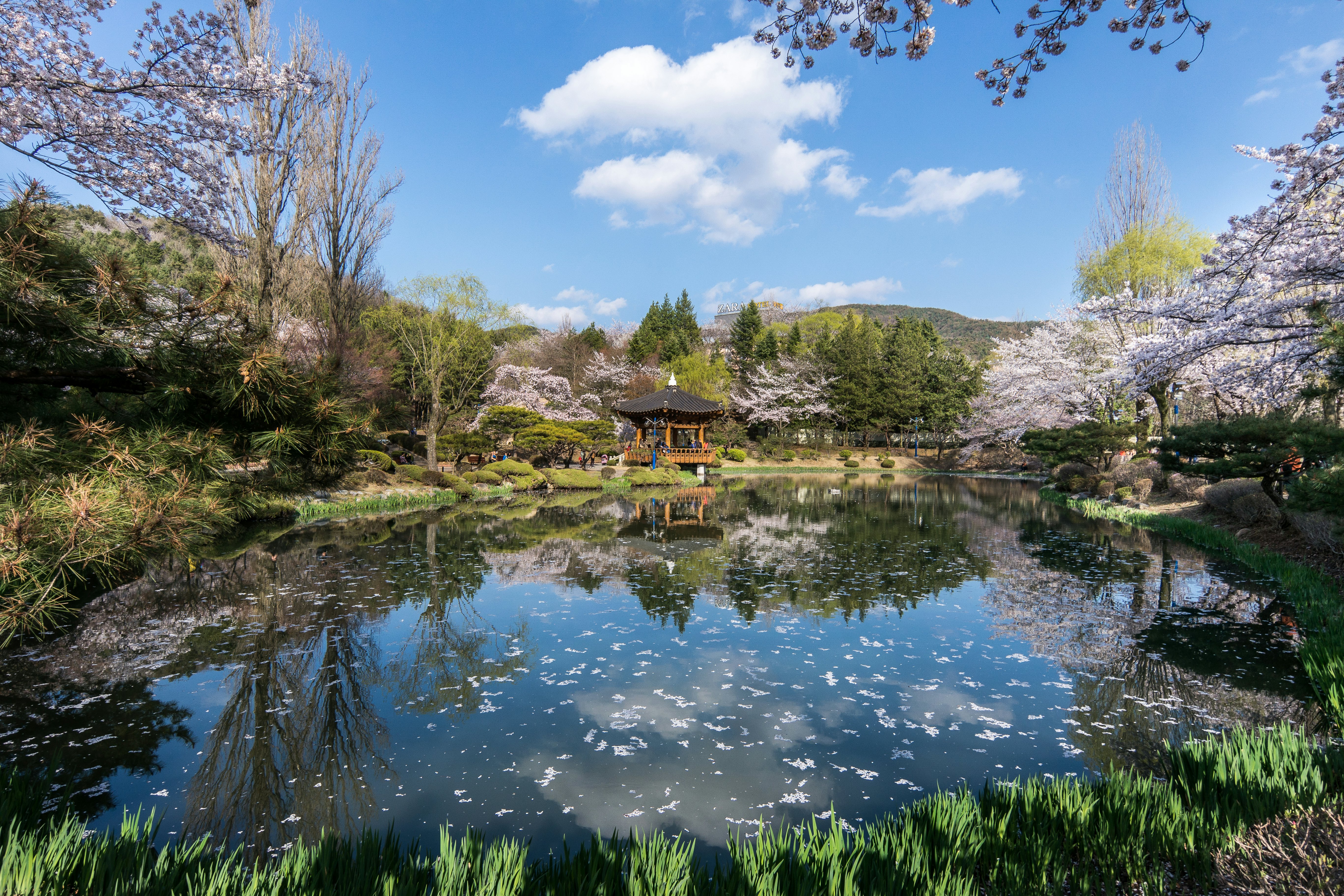 Wooden pavilion near a lake surrounded by cherry blossoms
