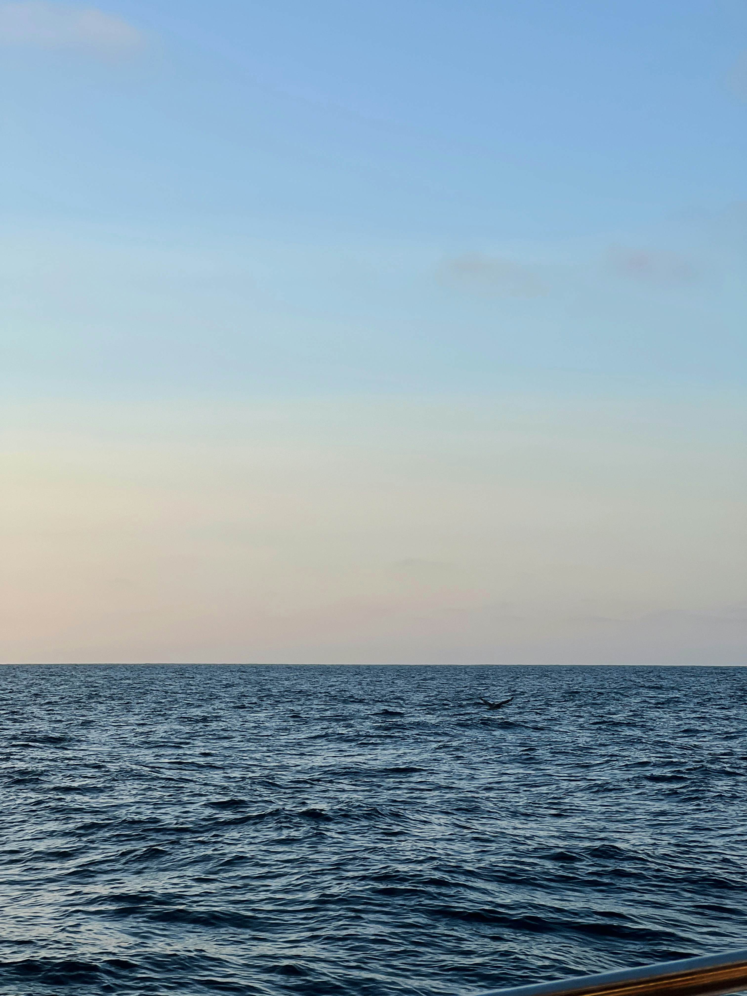 A whale tail peeking out of the ocean on a sunny day.