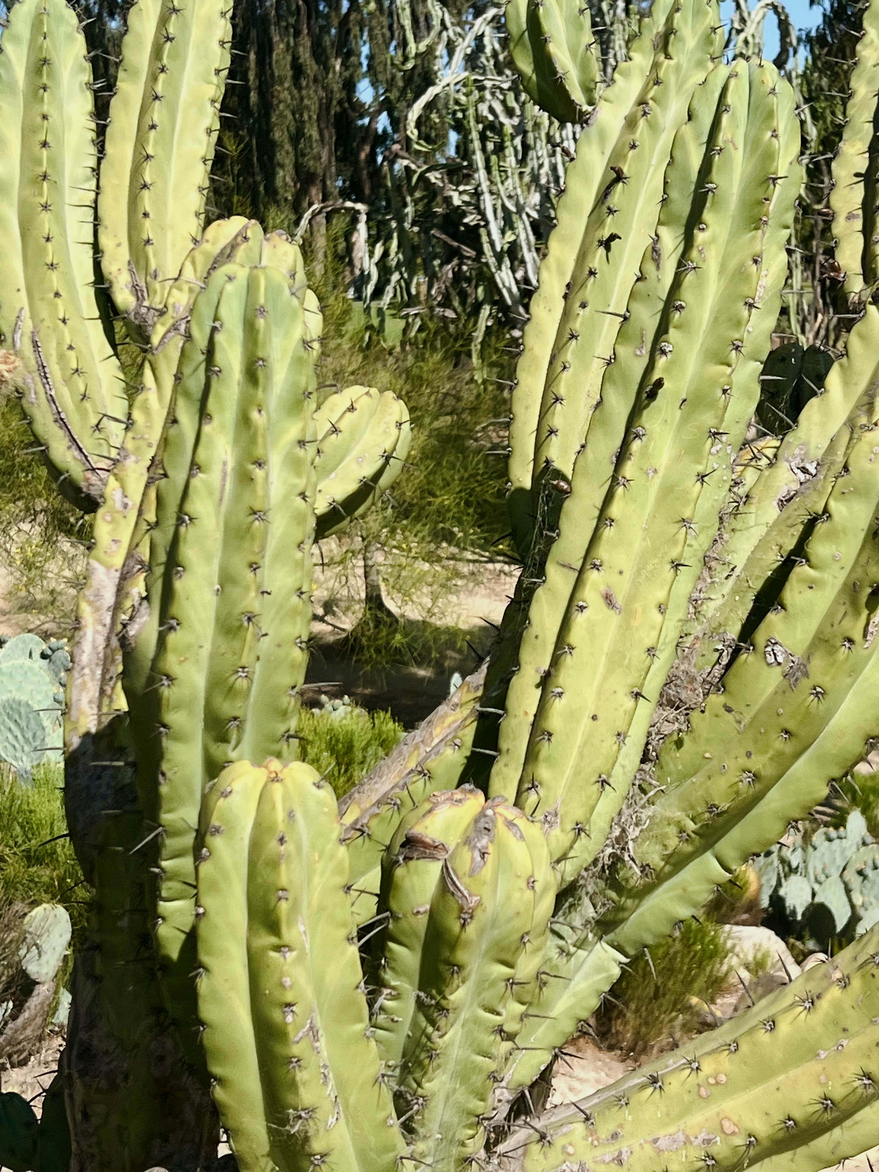 Close-up of cactus plants on a sunny day.