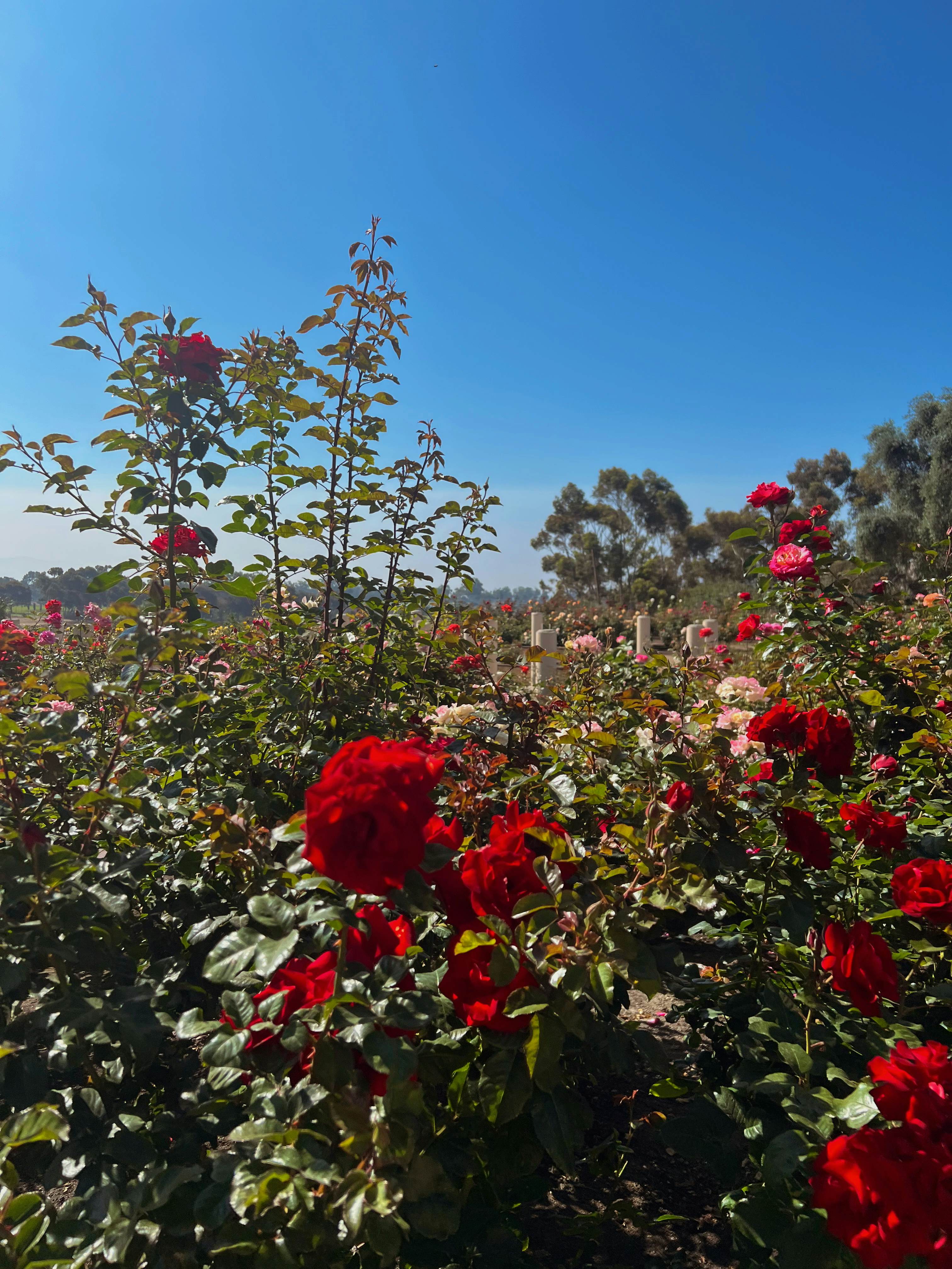 Red roses on bushes on a sunny day.