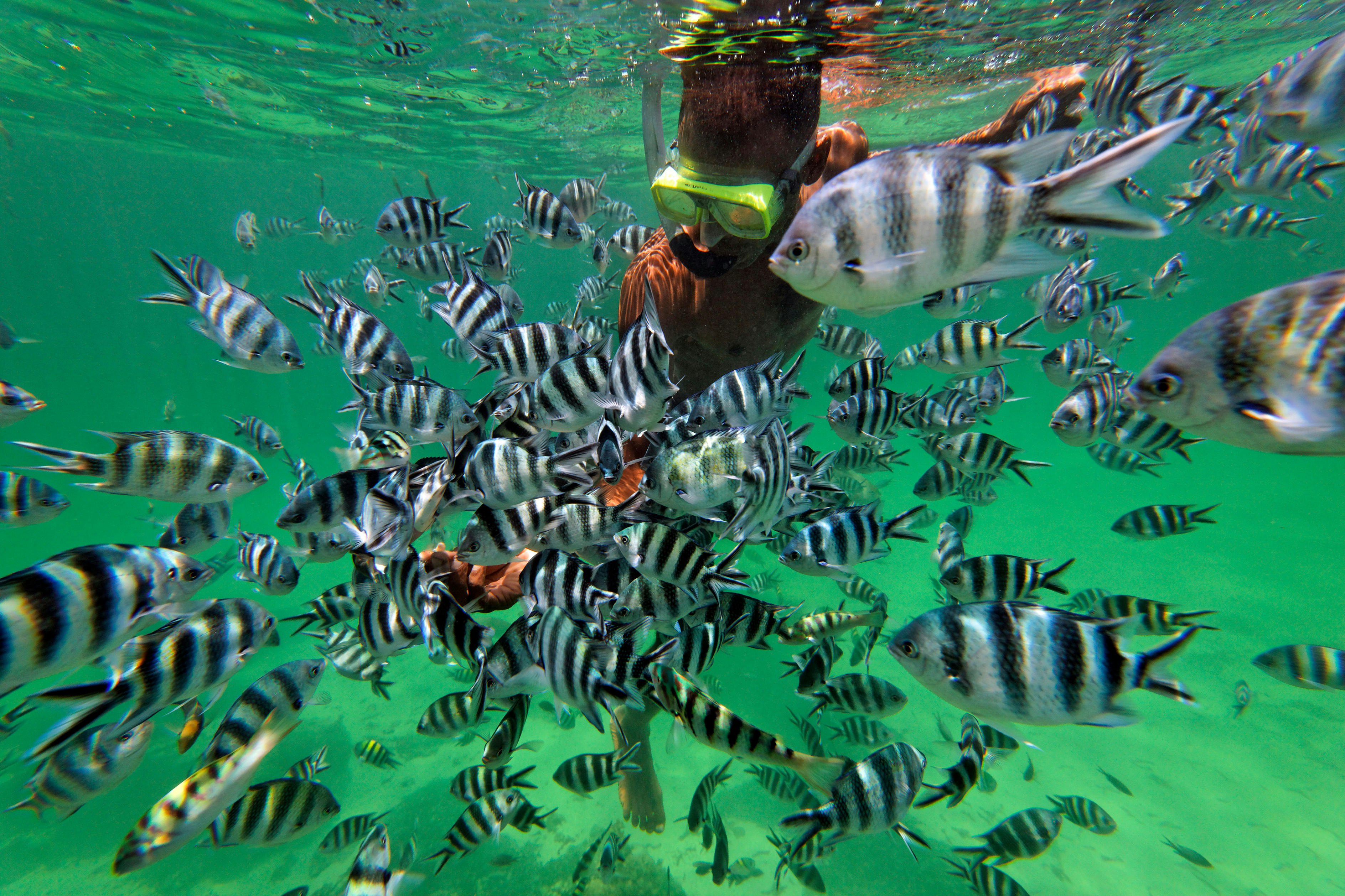 A diver in green water in Kenya feeds black-and-white striped fish.