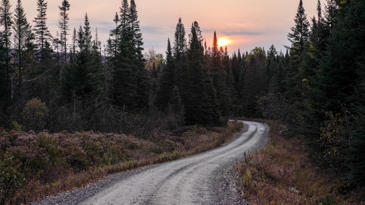 An empty narrow road through a pine forest in New Hampshire at sunset.