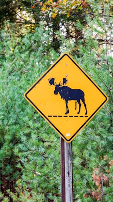 A square yellow road sign with an illustration of moose in black.
