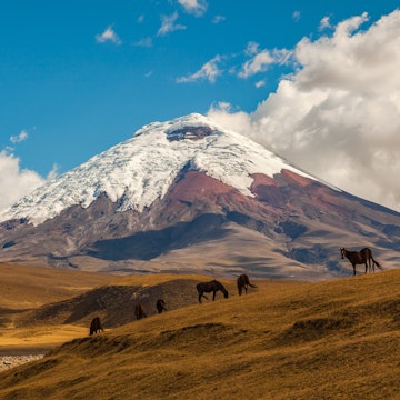 Cotopaxi, an active volcano, at sunset with horses in the foreground, License Type: media, Download Time: 2025-06-26T15:23:03.000Z, User: rhylton_redventures, Editorial: false, purchase_order: 65050 - Digital Destinations and Articles, job: Lonely Planet, client: wip, other: Rhianydd Hylton