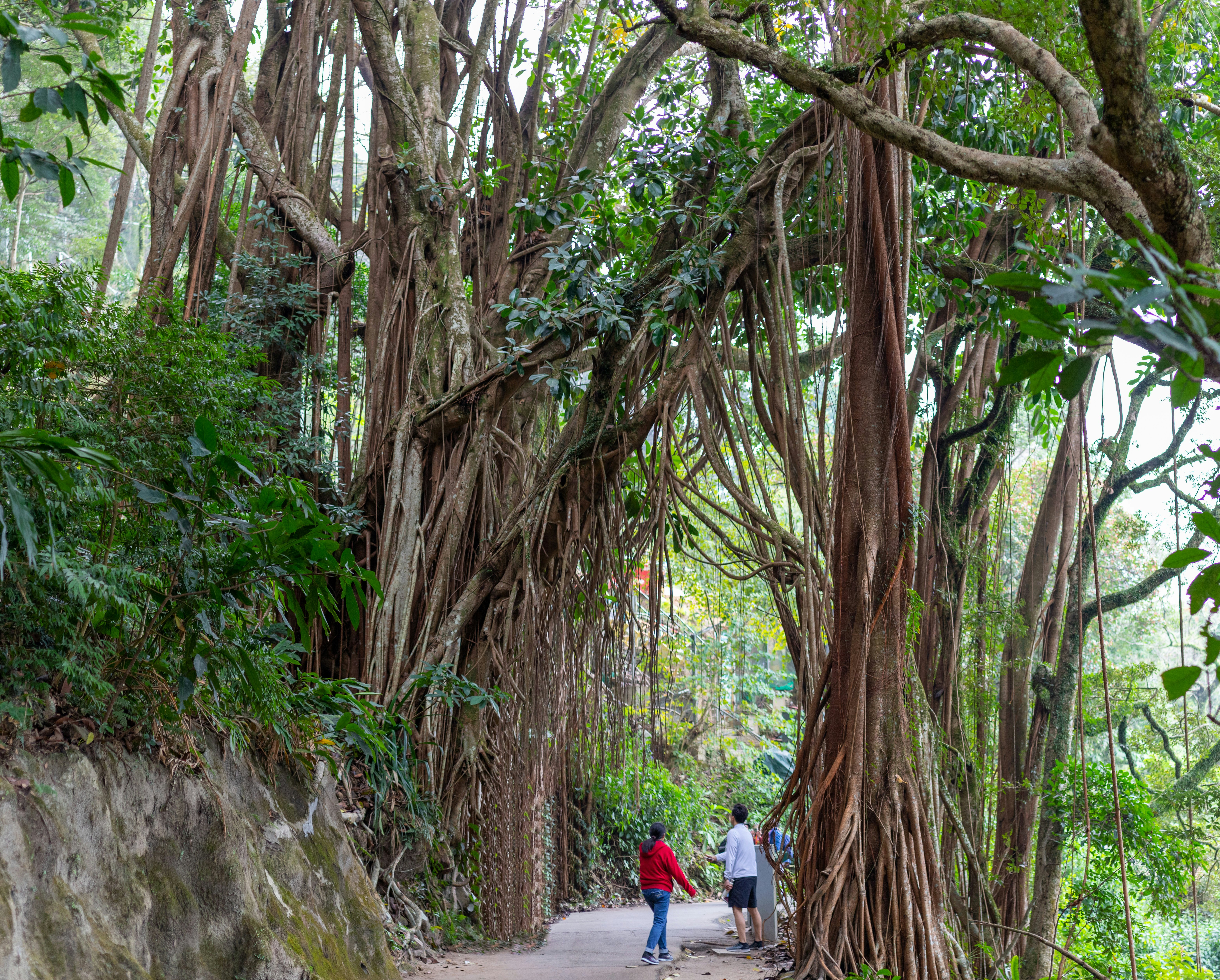 An India-rubber tree dangles over hikers on Victoria Peak, Hong Kong.