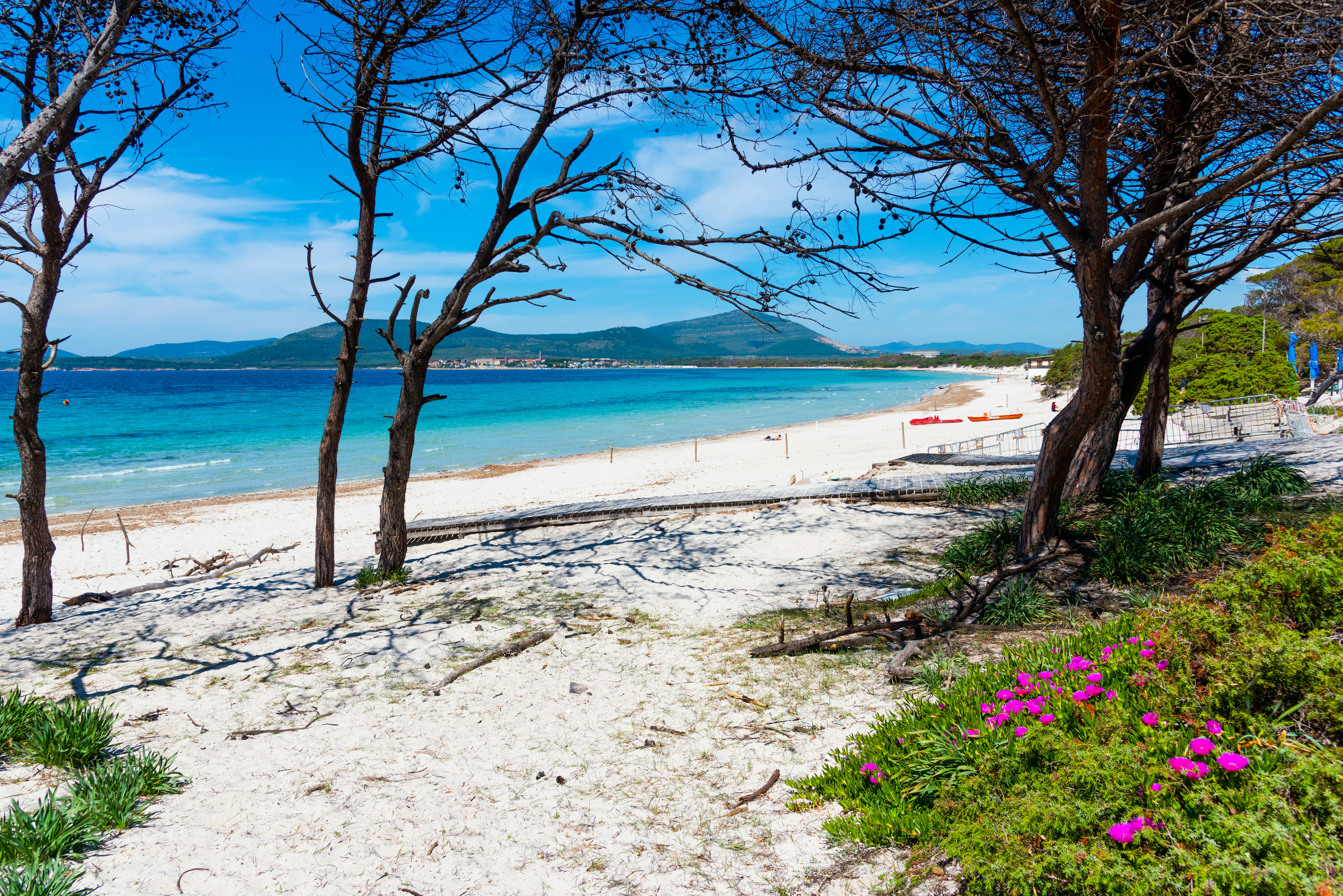 Pink flowers and white sand in Maria Pia beach in Alghero. Sardinia, Italy