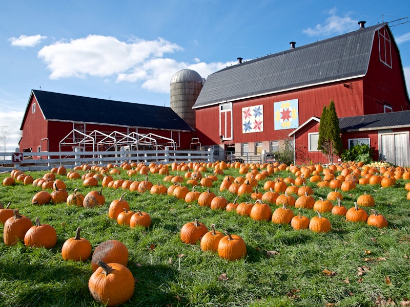 Pumpkins ready for sale with a red barn and gray silo as background on a sunny day.