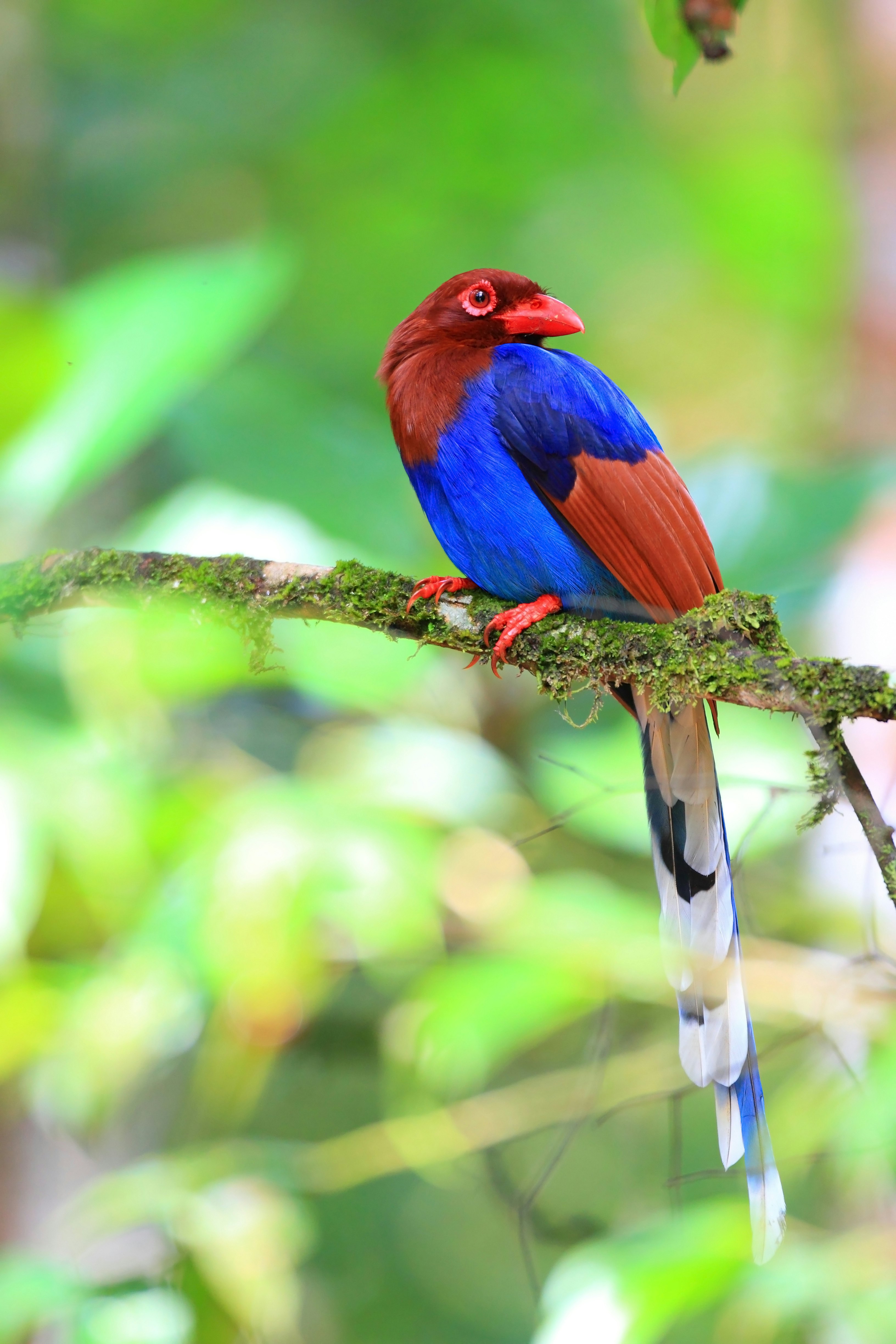 A vividly blue and red bird perched on a branch